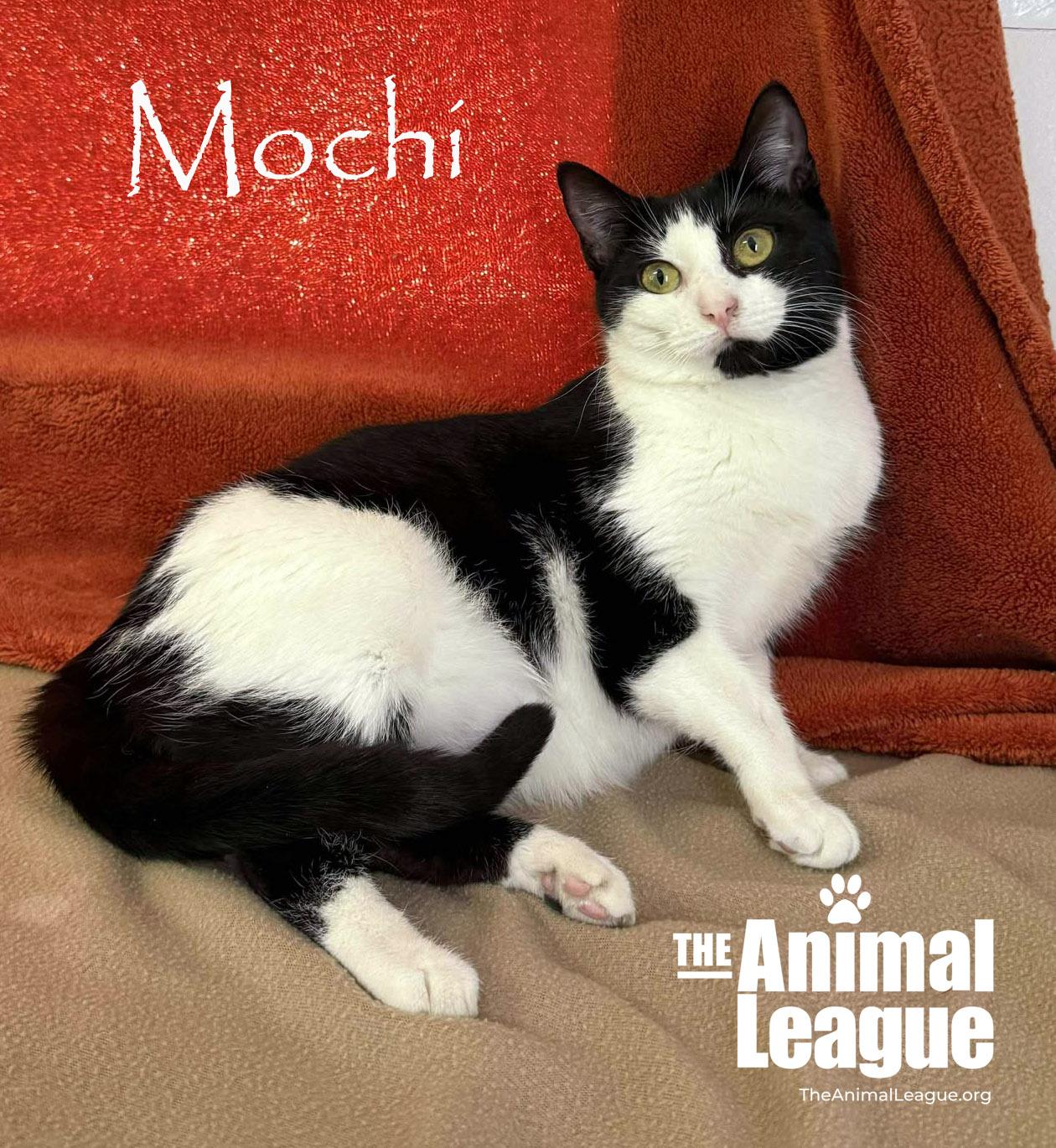 Enlarge Mochi, a ADOPTABLE Domestic Short Hair in Clermont, FL image 4/4