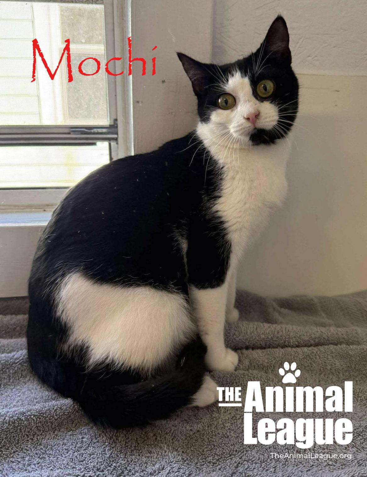 Enlarge Mochi, a ADOPTABLE Domestic Short Hair in Clermont, FL image 3/4