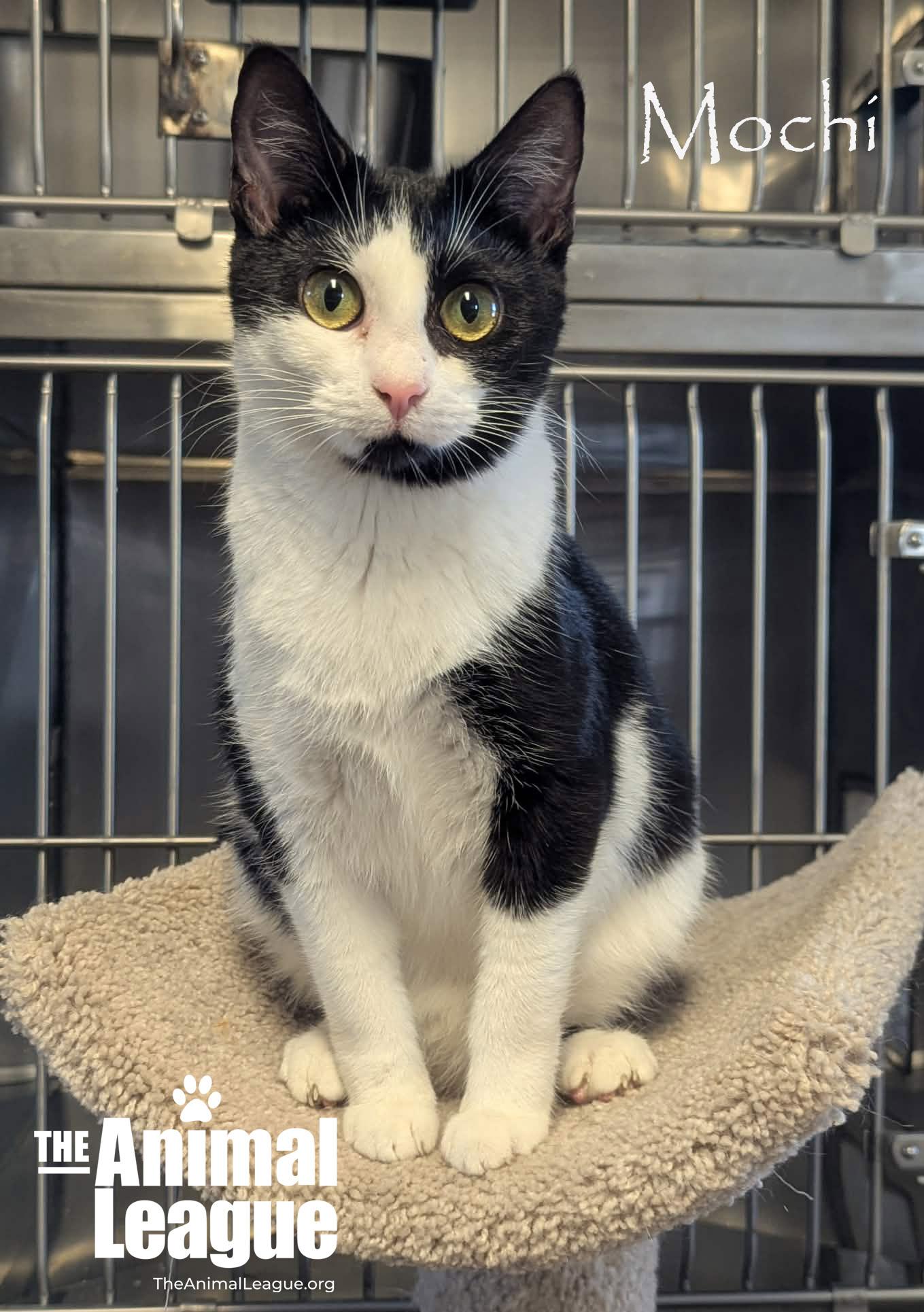 Enlarge Mochi, a ADOPTABLE Domestic Short Hair in Groveland, FL image 1/6