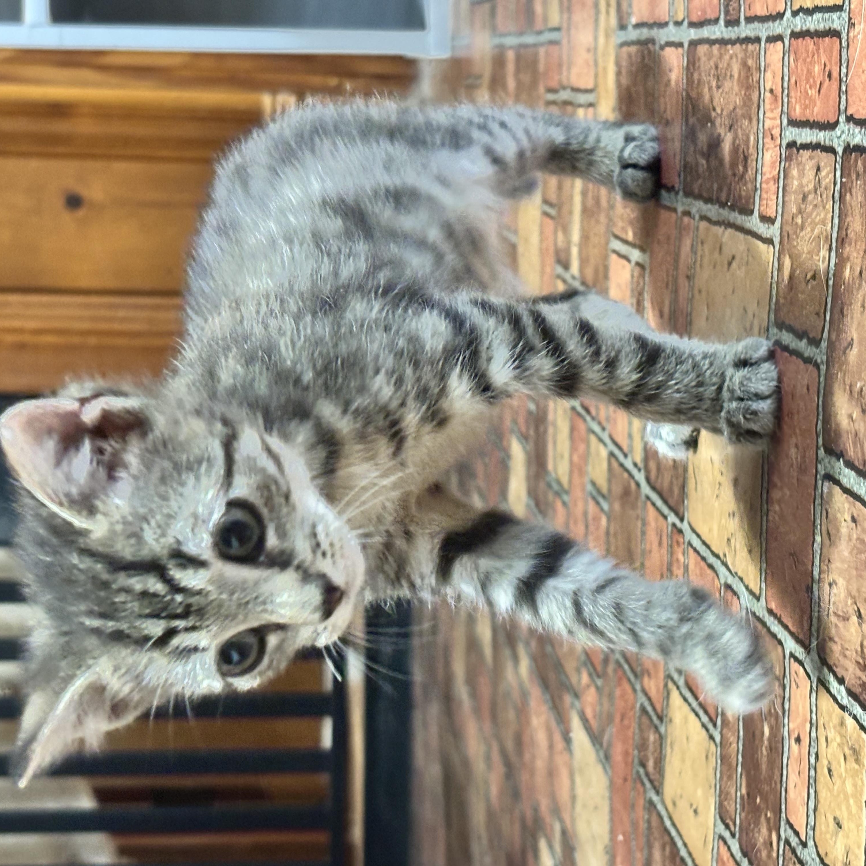 Enlarge Crush, a Adopted Domestic Short Hair in Beaufort, NC image 4/4