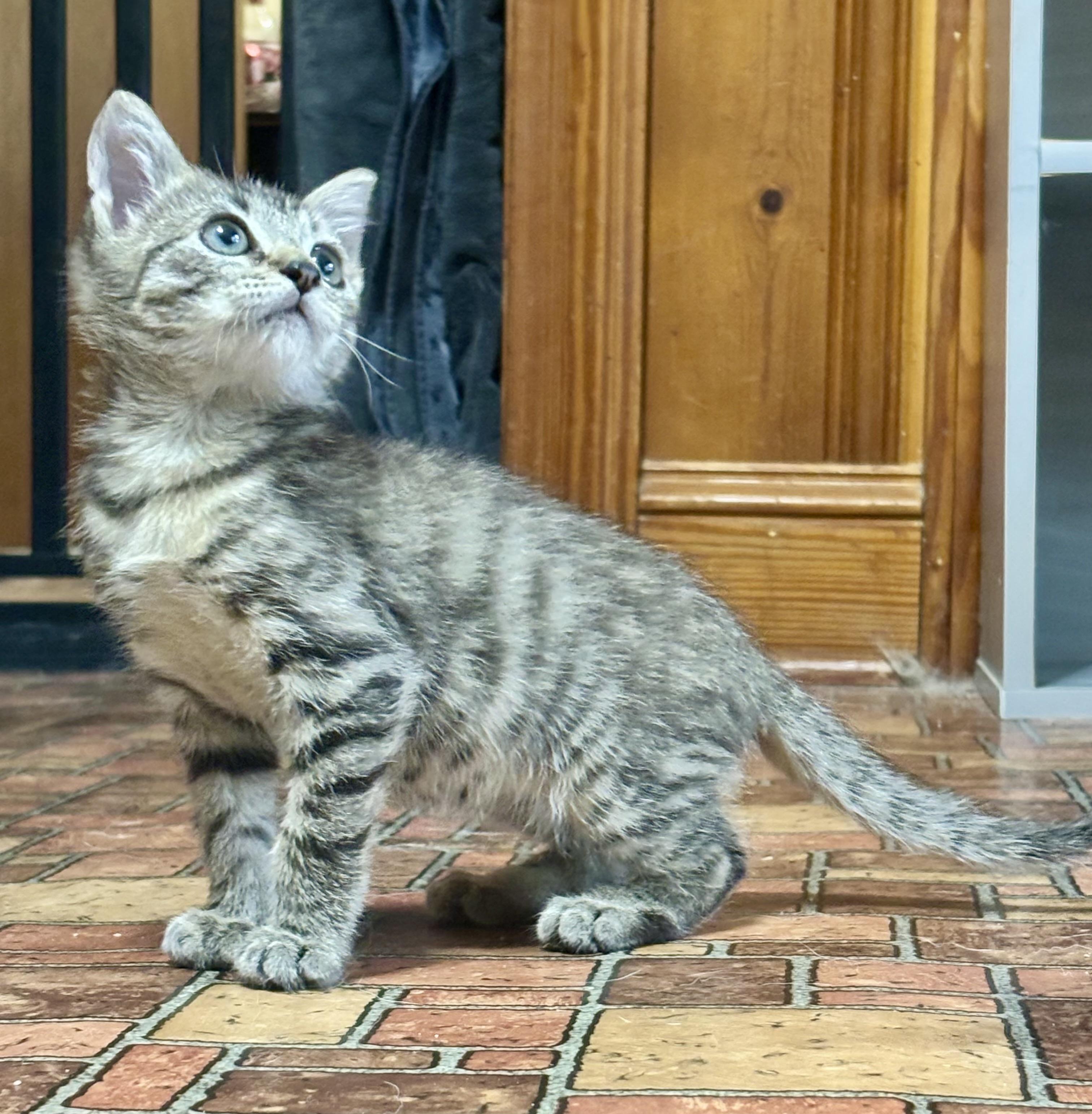 Enlarge Crush, a Adopted Domestic Short Hair in Beaufort, NC image 2/4