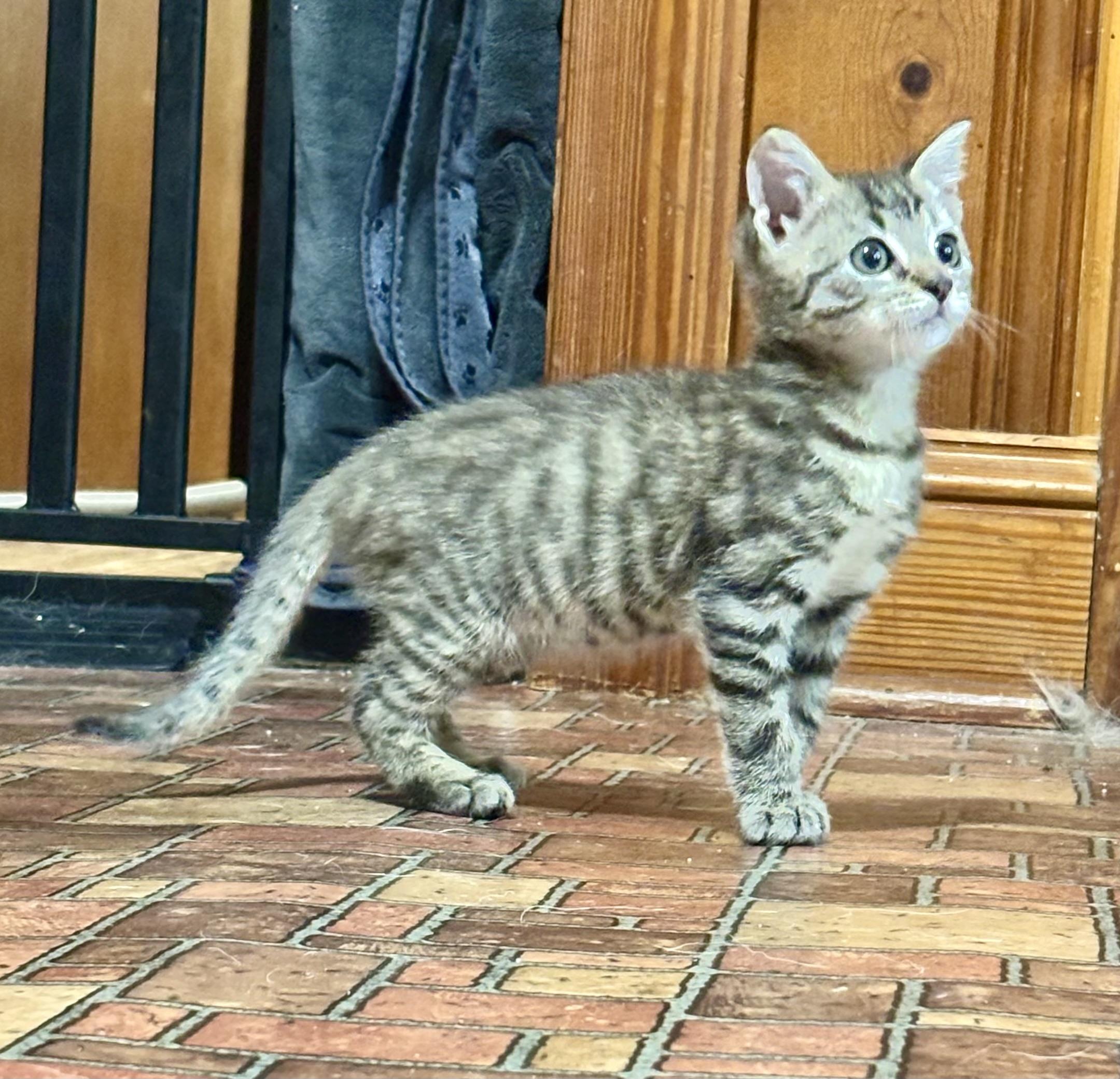 Enlarge Crush, a Adopted Domestic Short Hair in Beaufort, NC image 3/4