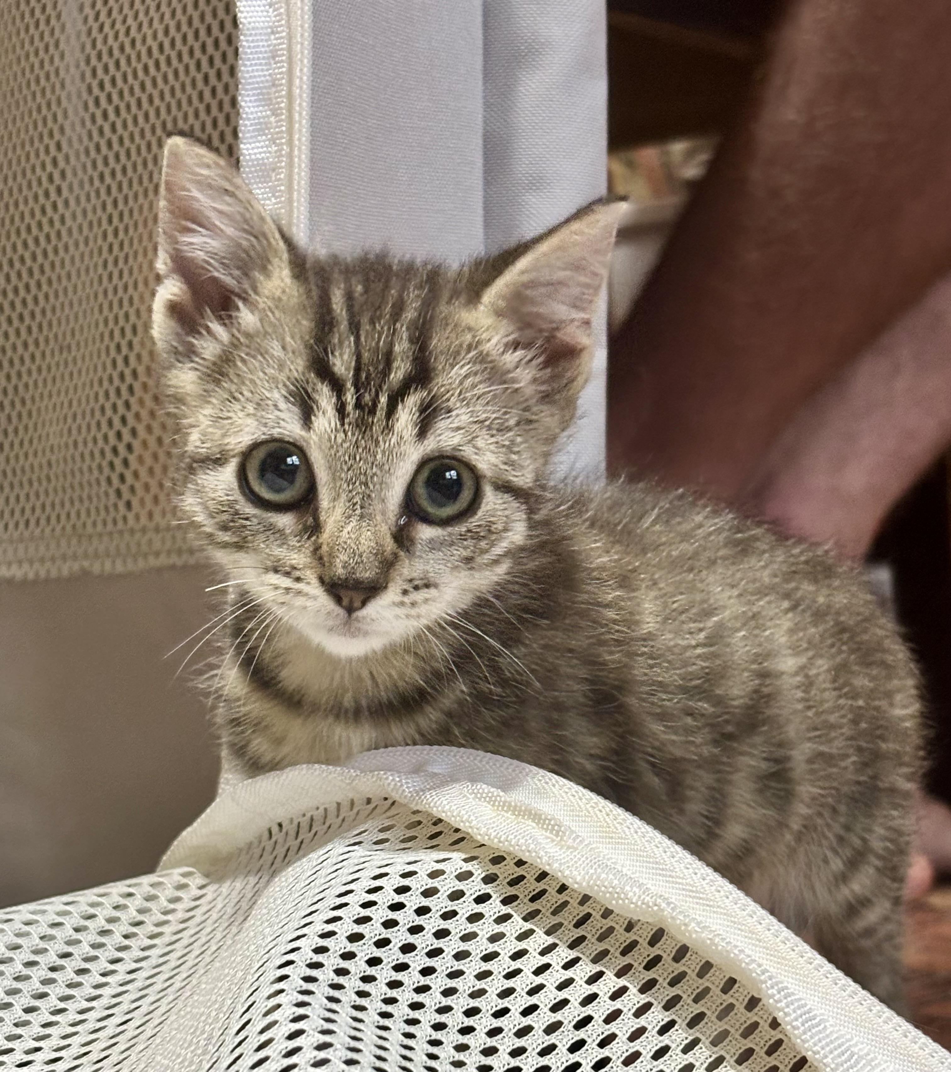 Enlarge Crush, a Adopted Domestic Short Hair in Beaufort, NC image 1/4