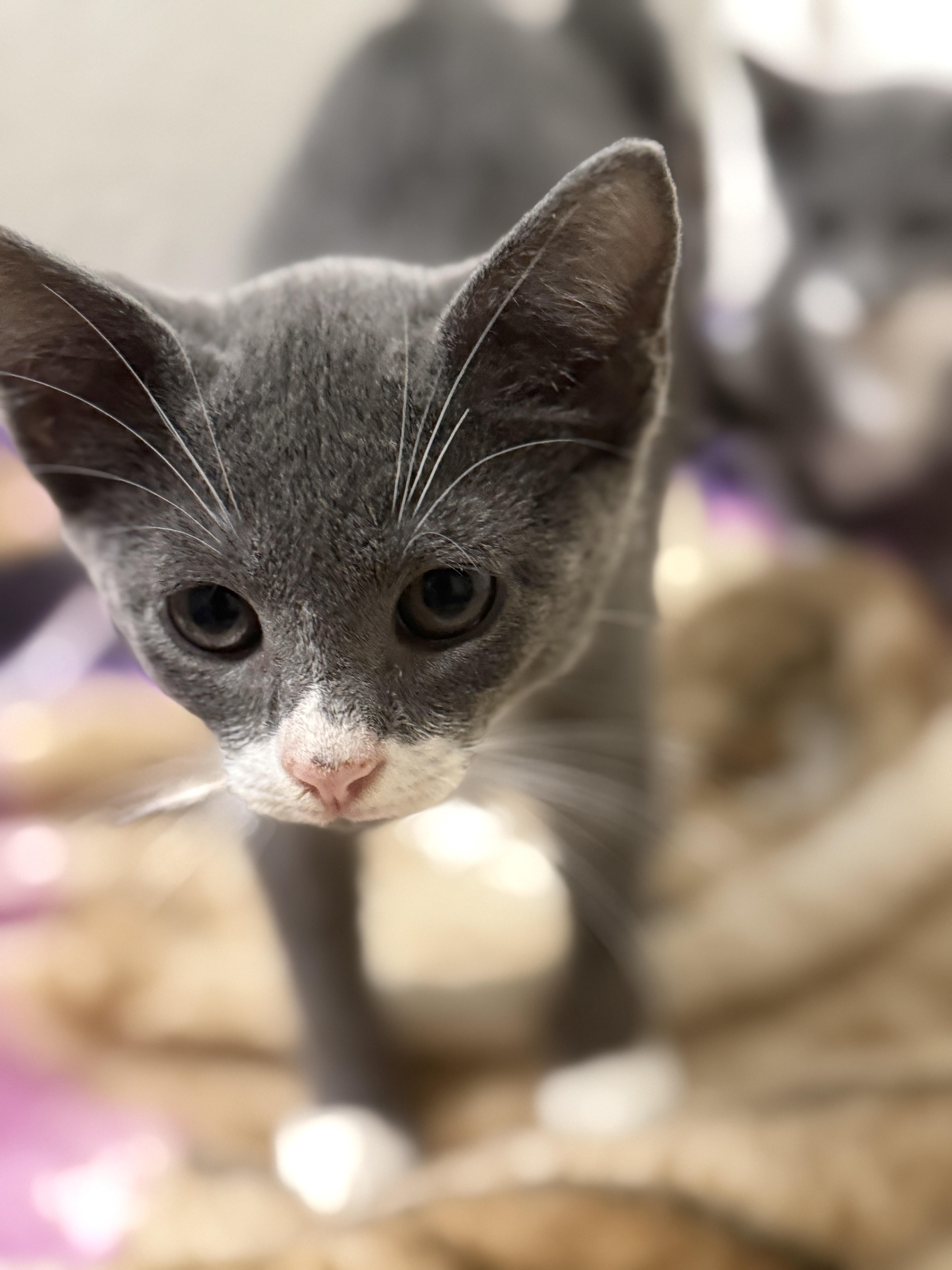 Enlarge Elsa, an adopted Domestic Short Hair in East Boston , MA image 1/6