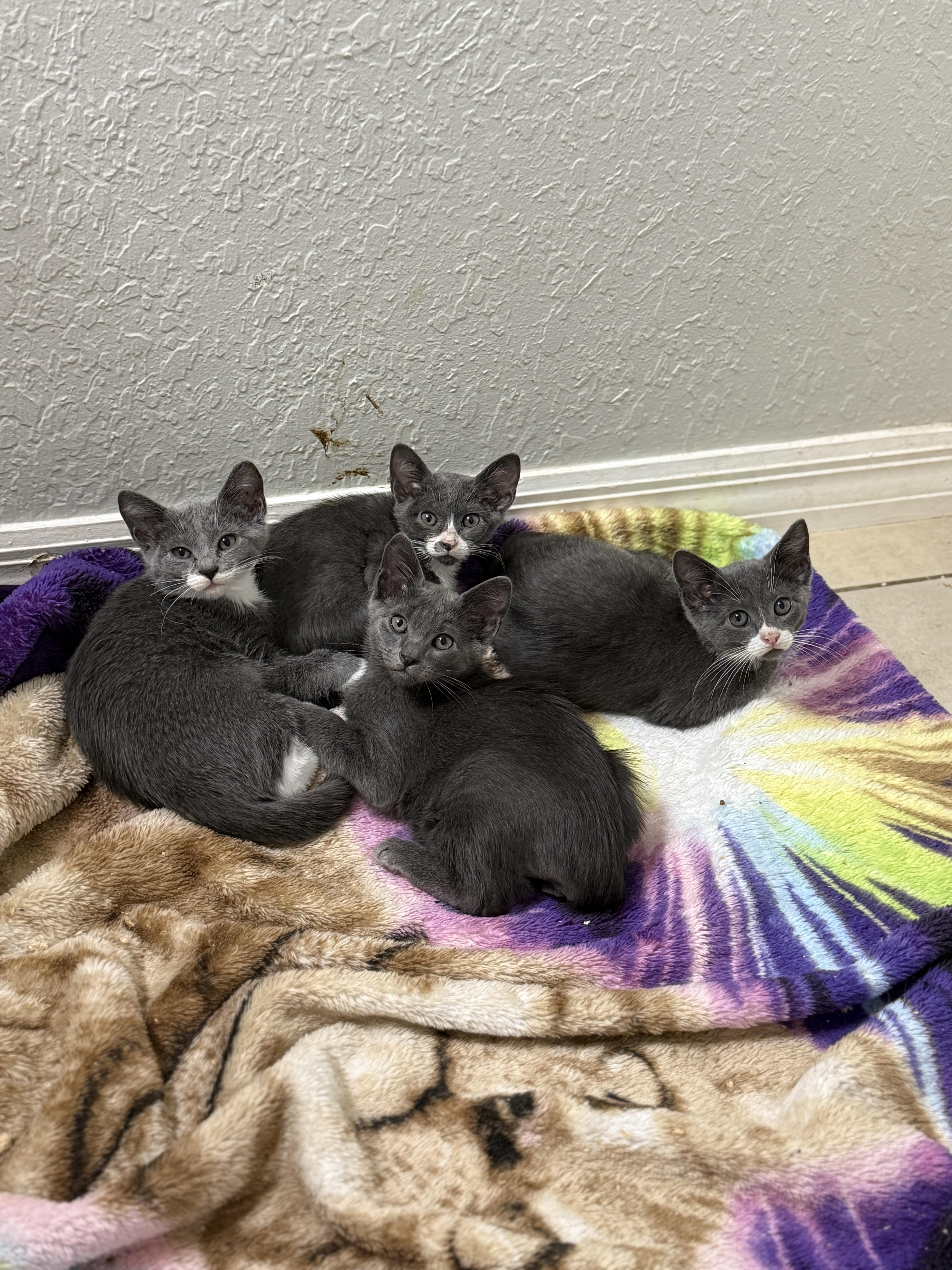 Enlarge Elsa, an adopted Domestic Short Hair in East Boston , MA image 2/6