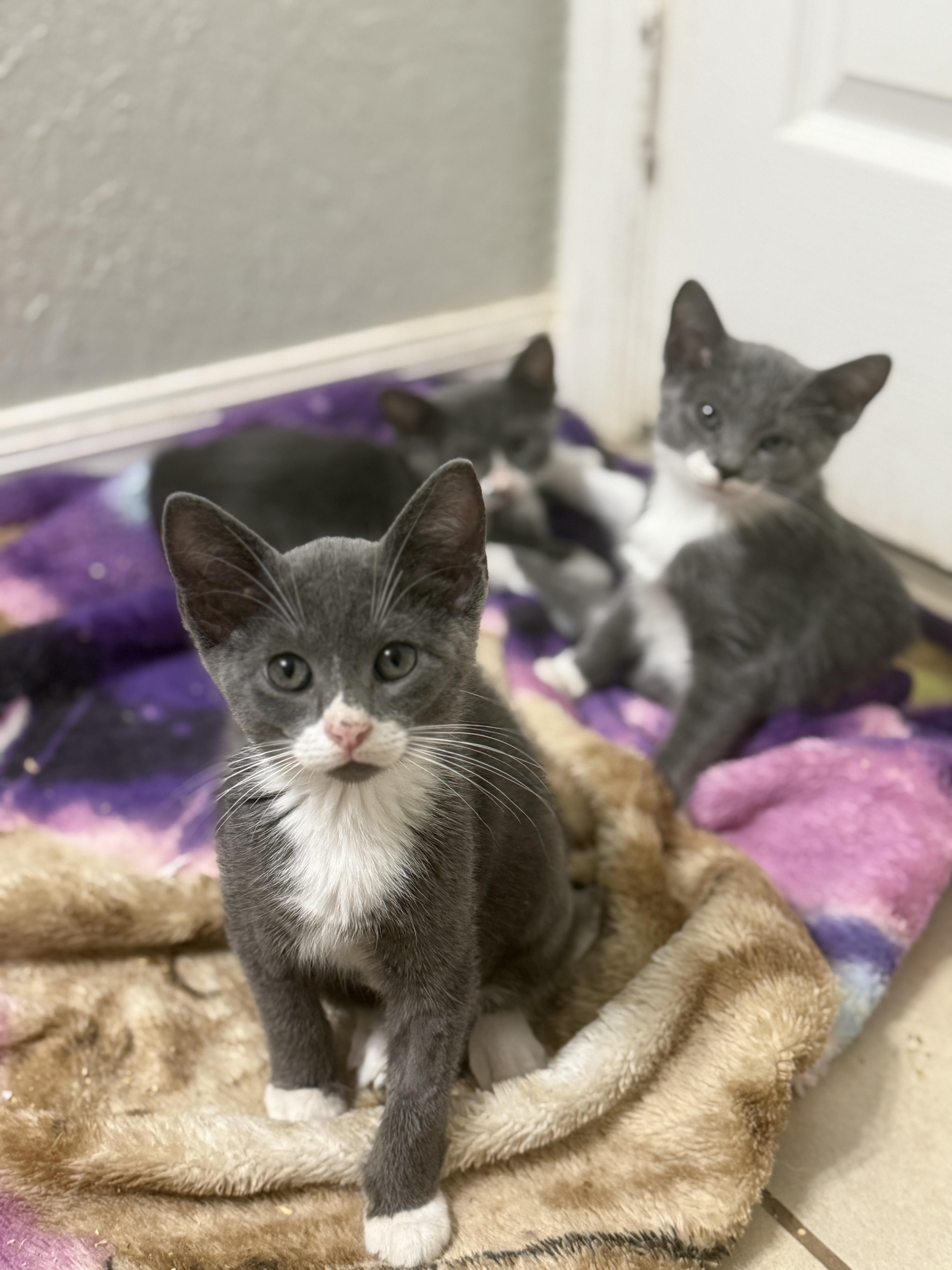 Enlarge Elsa, an adopted Domestic Short Hair in East Boston , MA image 3/6