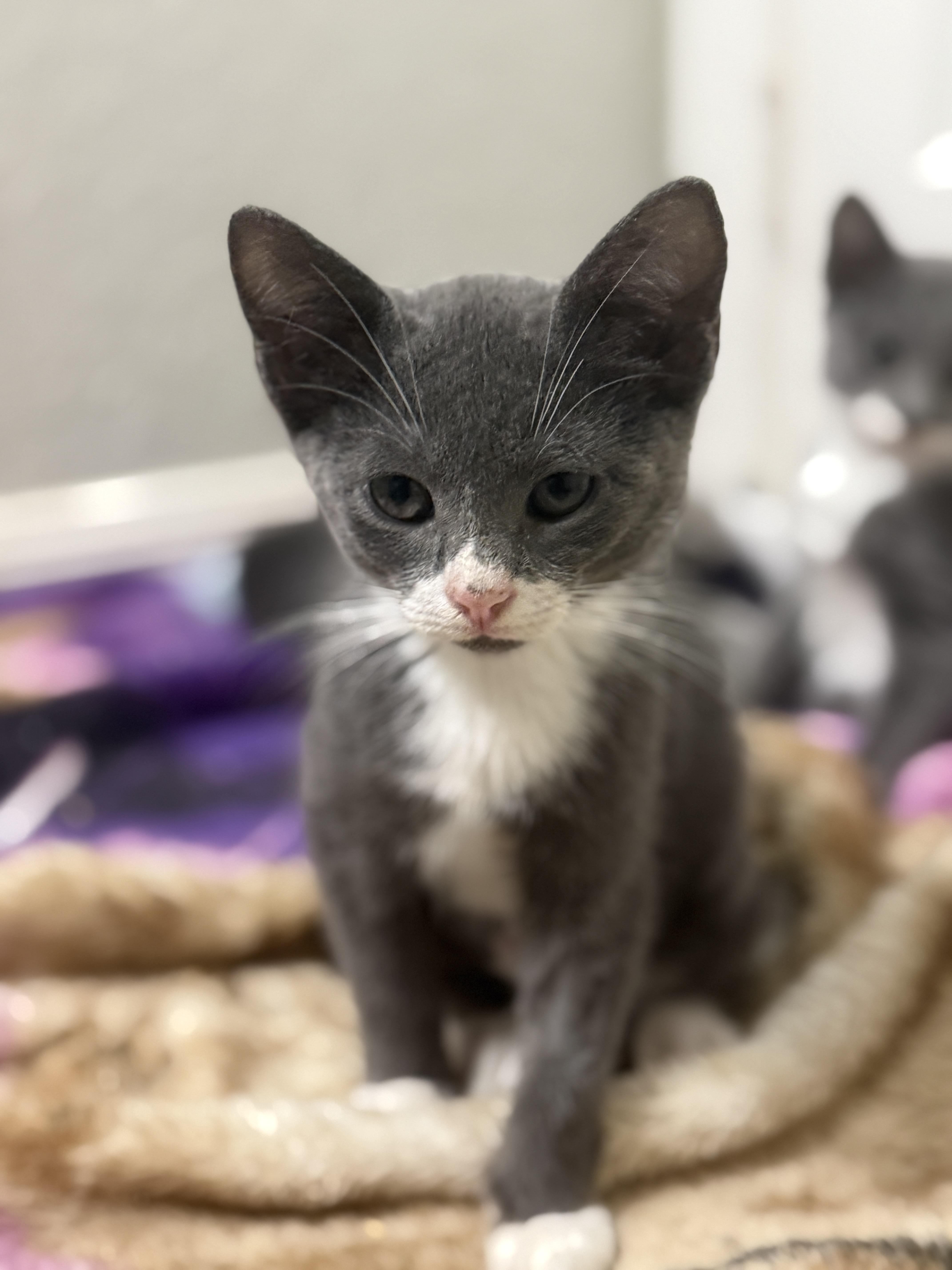 Enlarge Elsa, an adopted Domestic Short Hair in East Boston , MA image 6/6
