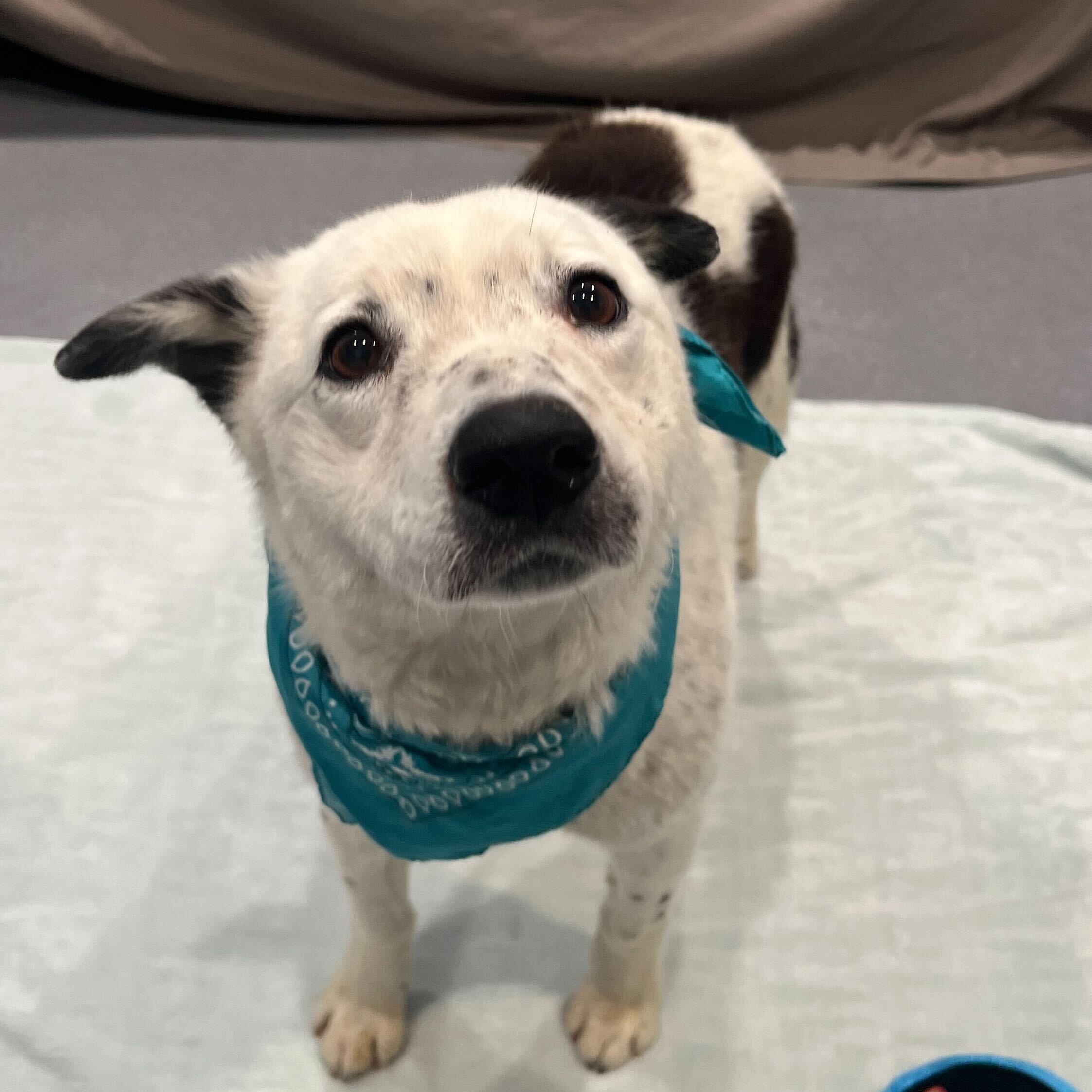 Enlarge Heyward, a ADOPTABLE Mixed Breed in Canal Winchester, OH image 2/4