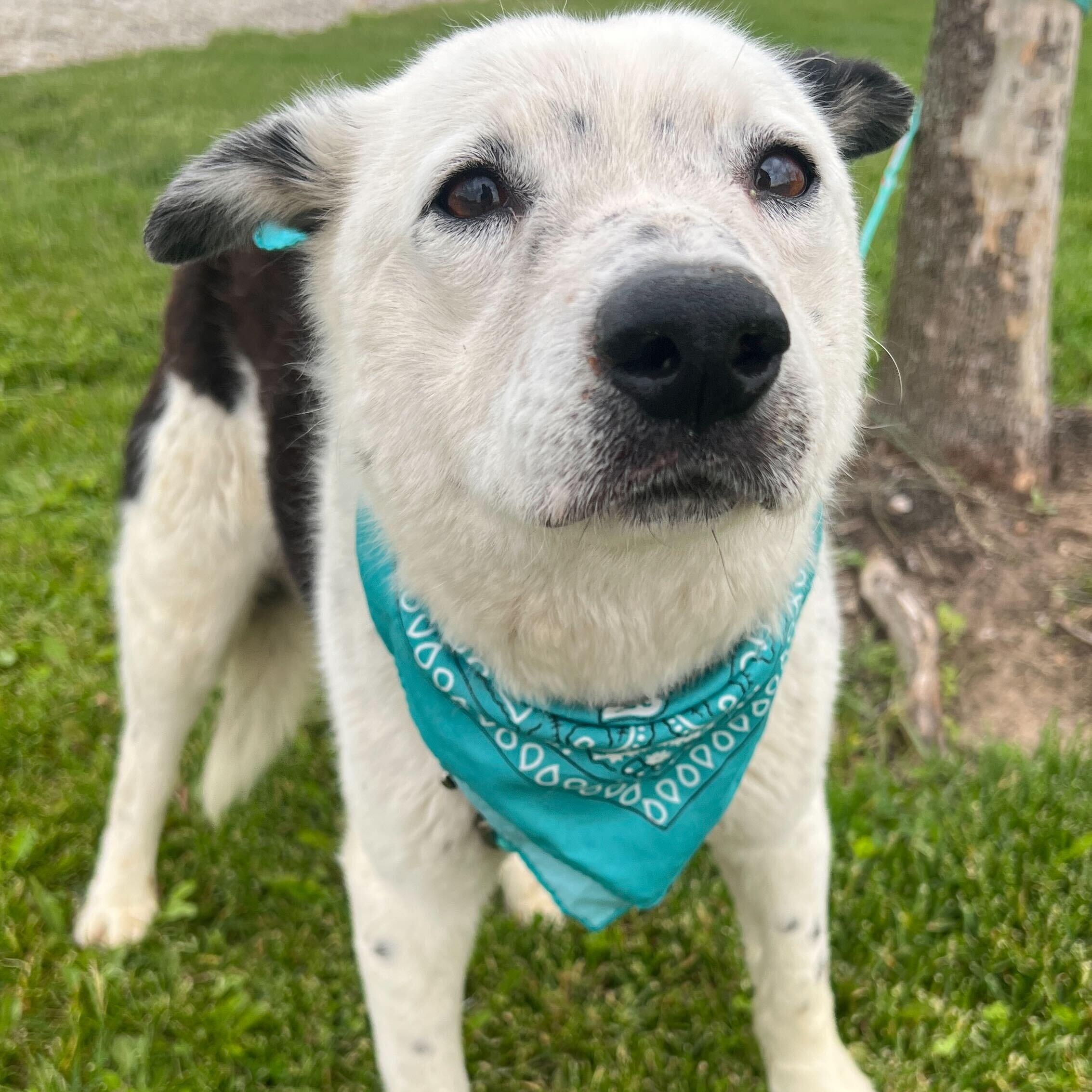 Enlarge Heyward, a ADOPTABLE Mixed Breed in Canal Winchester, OH image 3/4
