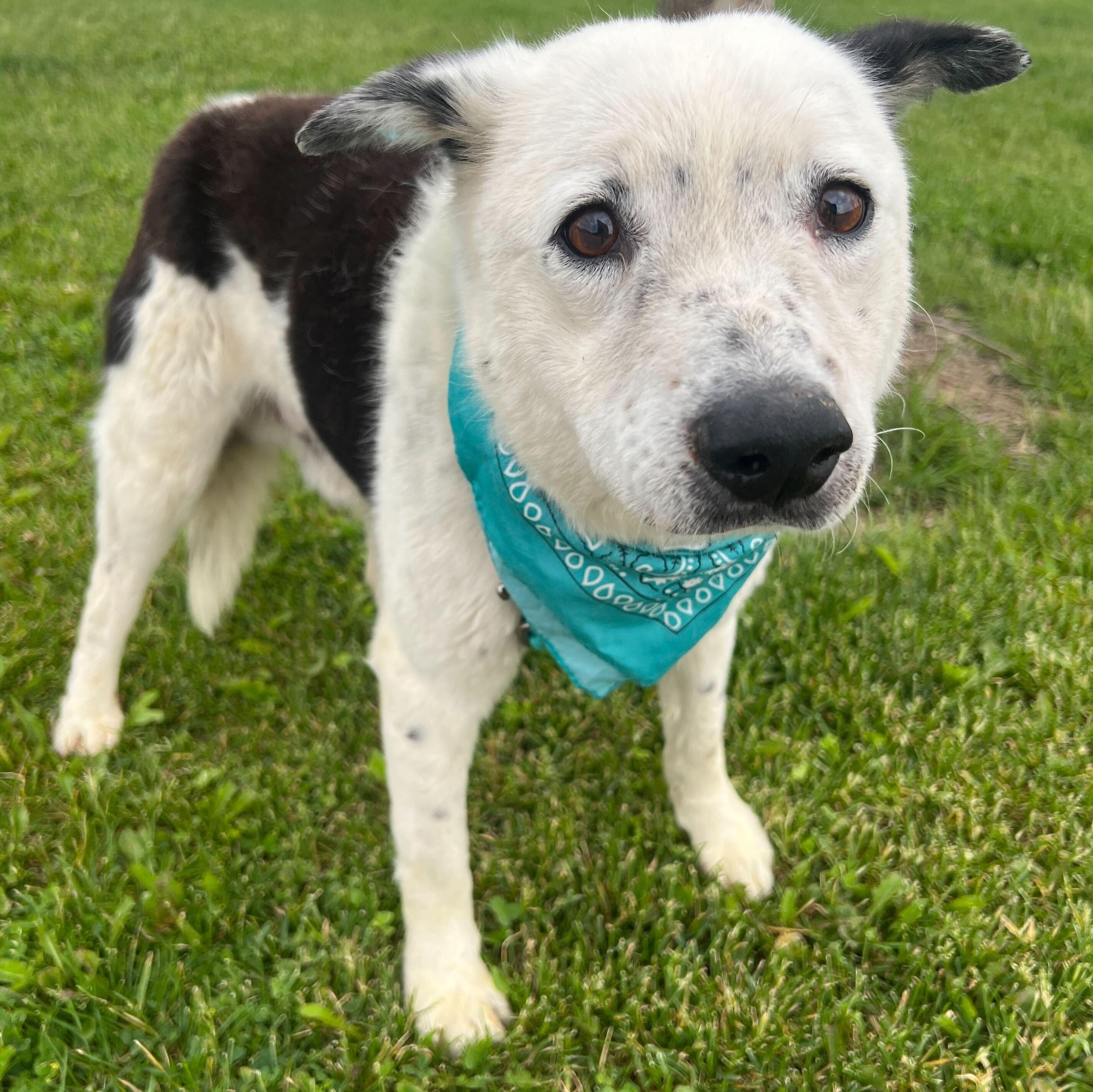 Enlarge Heyward, a ADOPTABLE Mixed Breed in Canal Winchester, OH image 4/4