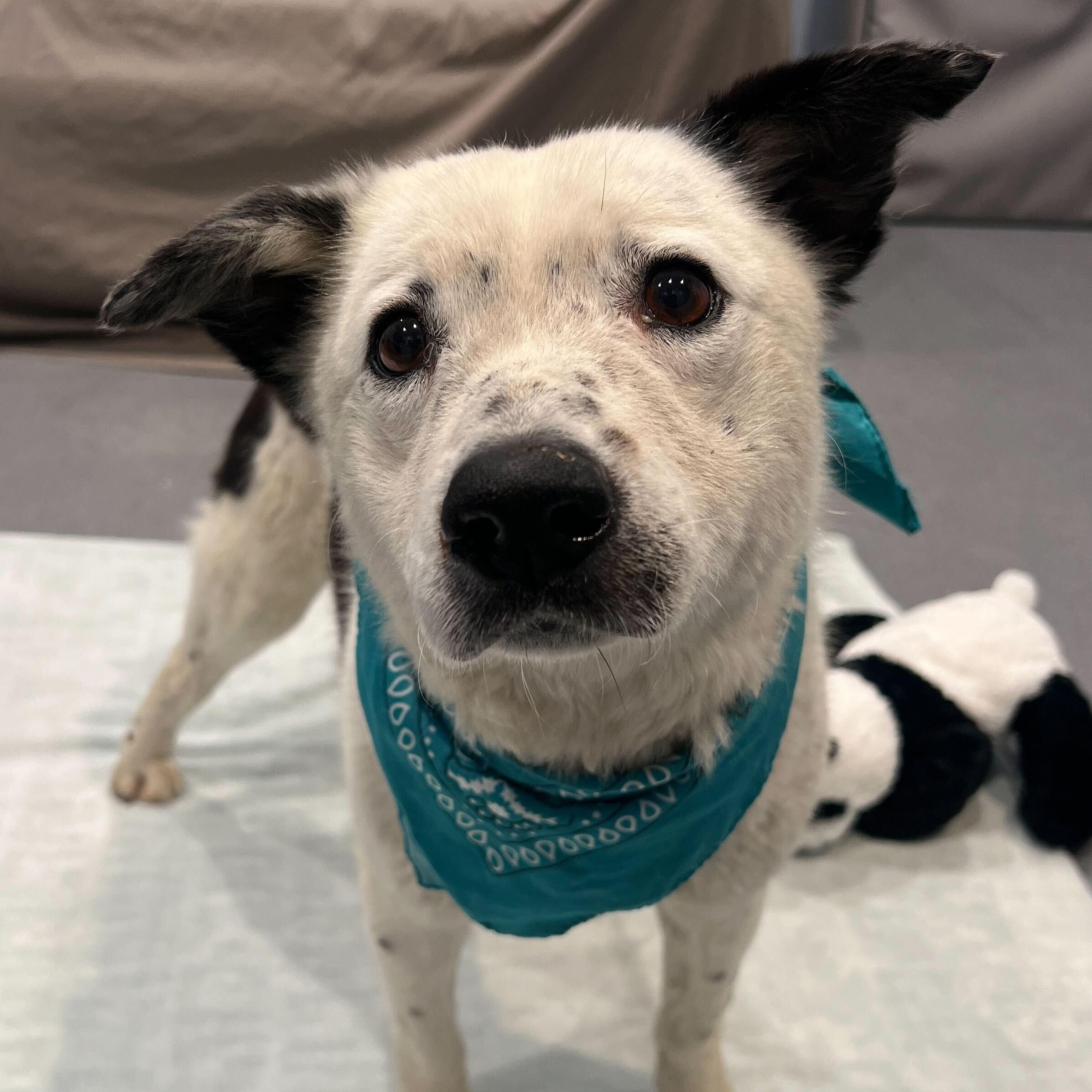 Enlarge Heyward, a ADOPTABLE Mixed Breed in Canal Winchester, OH image 1/4