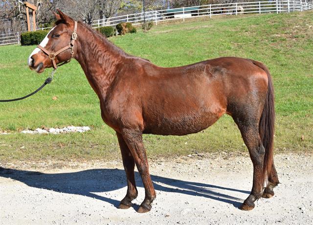 MACI MAY, Adoptable, Adult Female Missouri Foxtrotter.