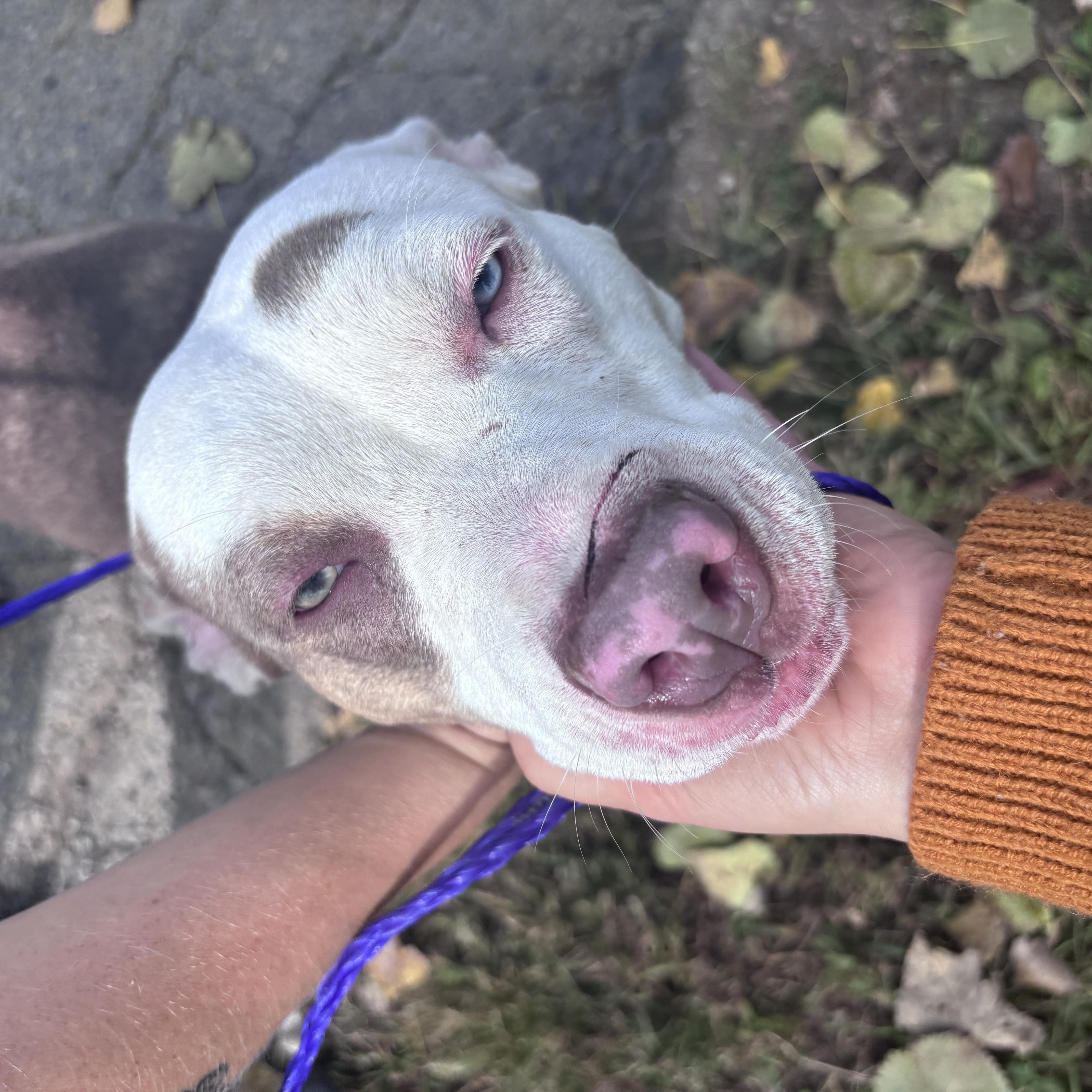 Enlarge Ocean, a Adoptable Pit Bull Terrier in New Castle, IN image 2/3