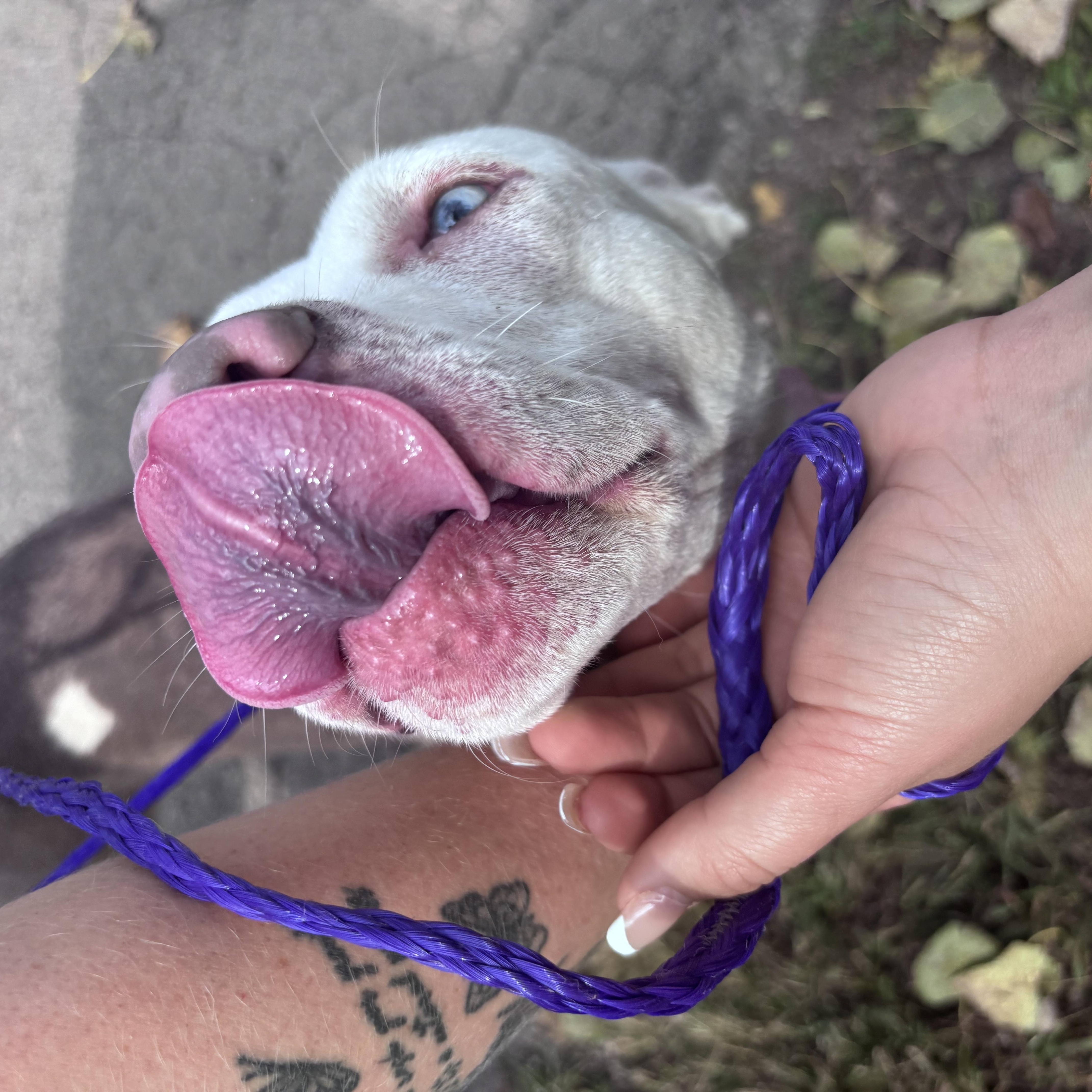 Enlarge Ocean, a Adoptable Pit Bull Terrier in New Castle, IN image 3/3