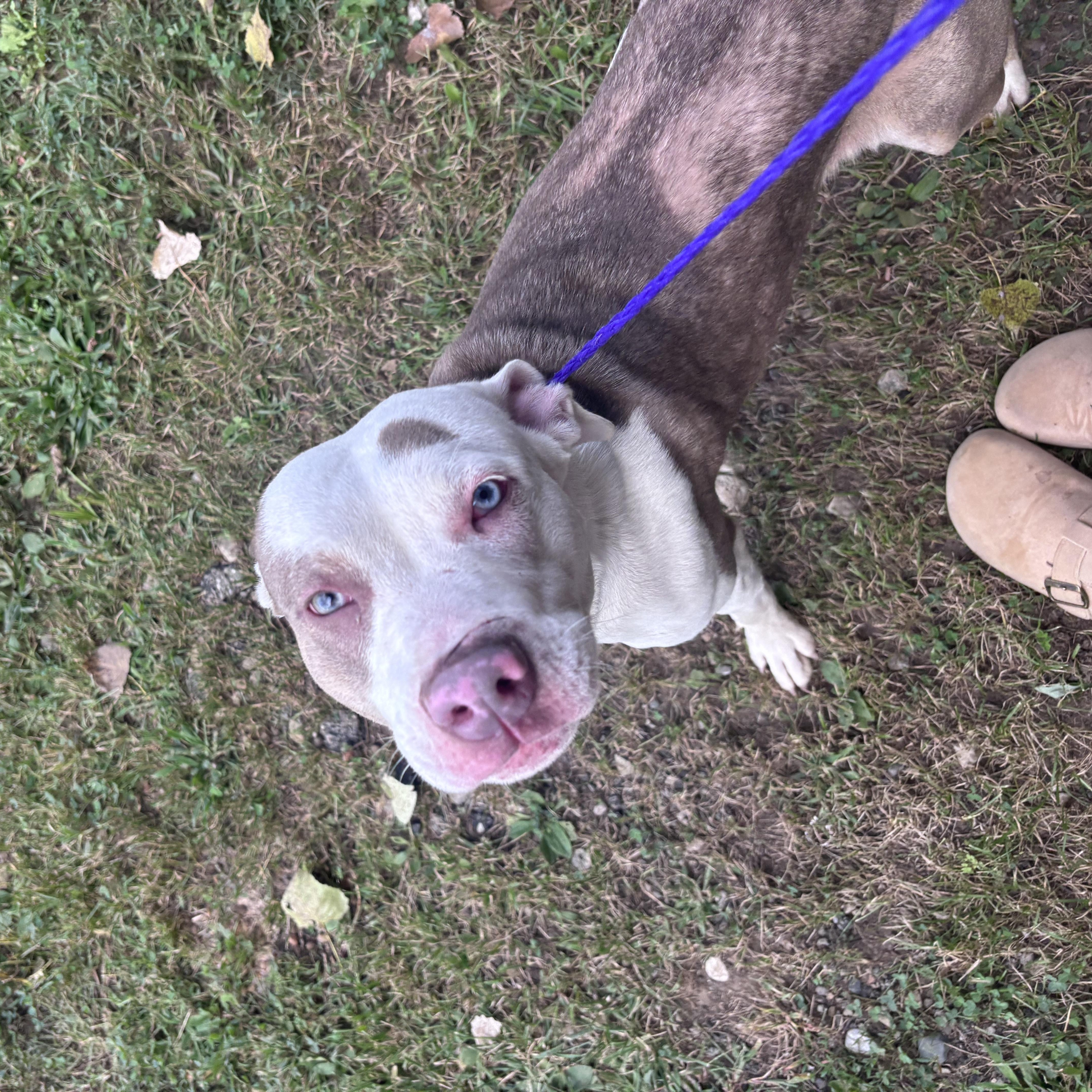 Enlarge Ocean, a Adoptable Pit Bull Terrier in New Castle, IN image 1/3