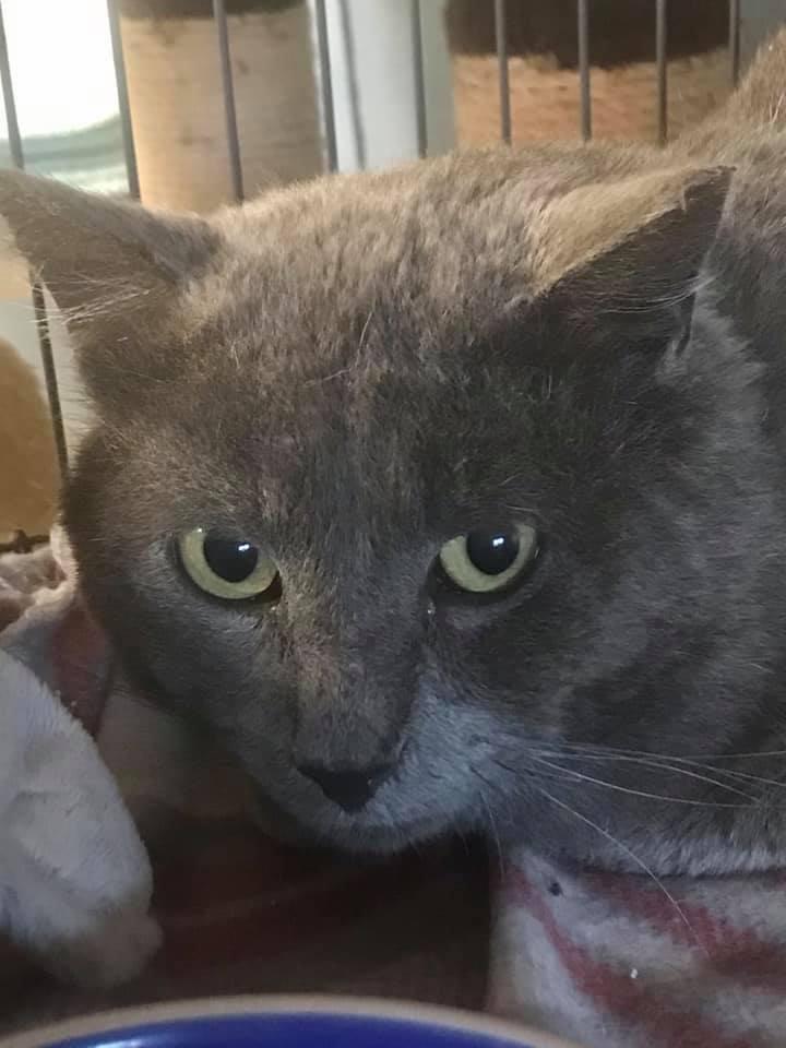 Daryl, Adoptable, Adult Male Russian Blue & Domestic Short Hair.