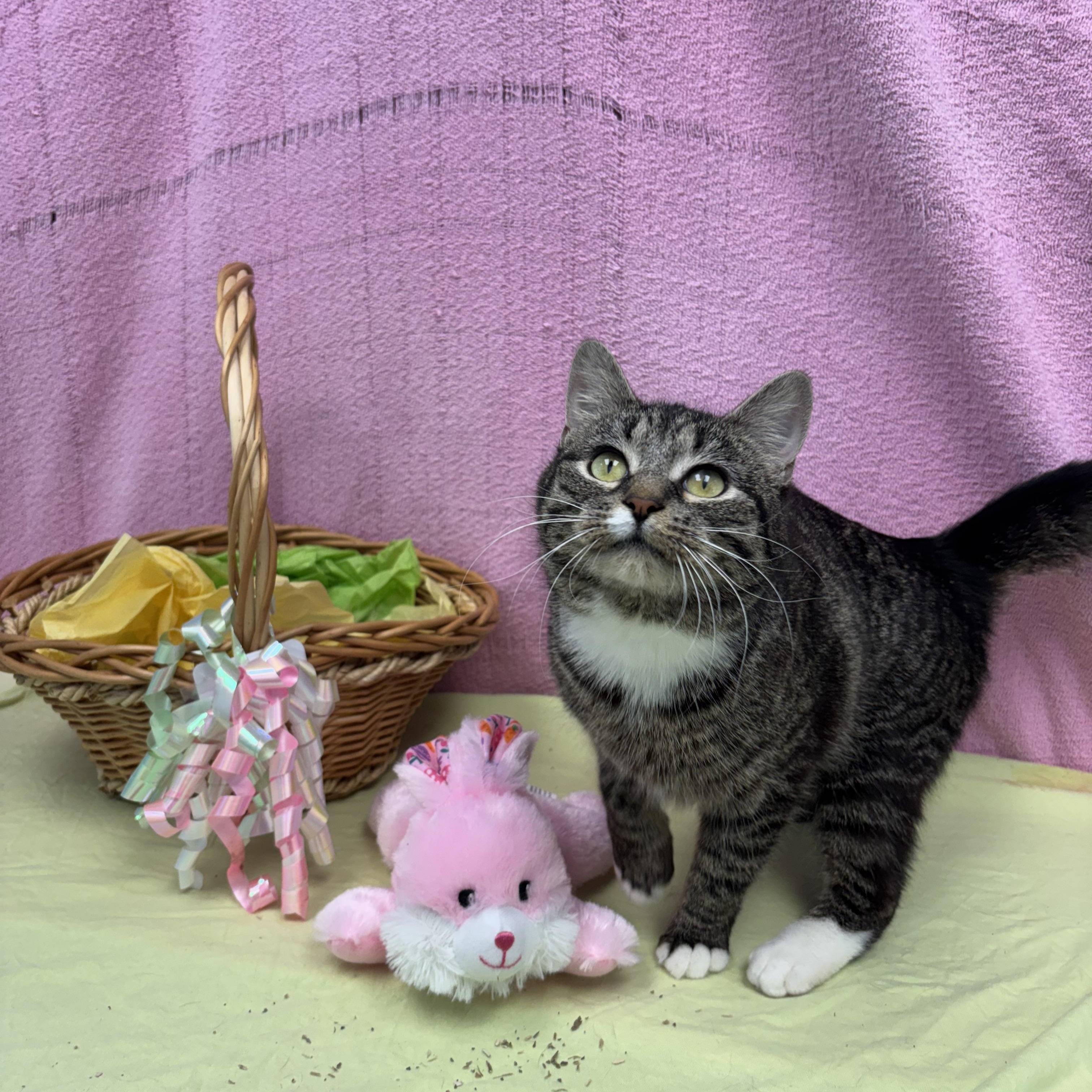 Enlarge Pistachio , a ADOPTABLE Domestic Short Hair in Bear, DE image 1/3