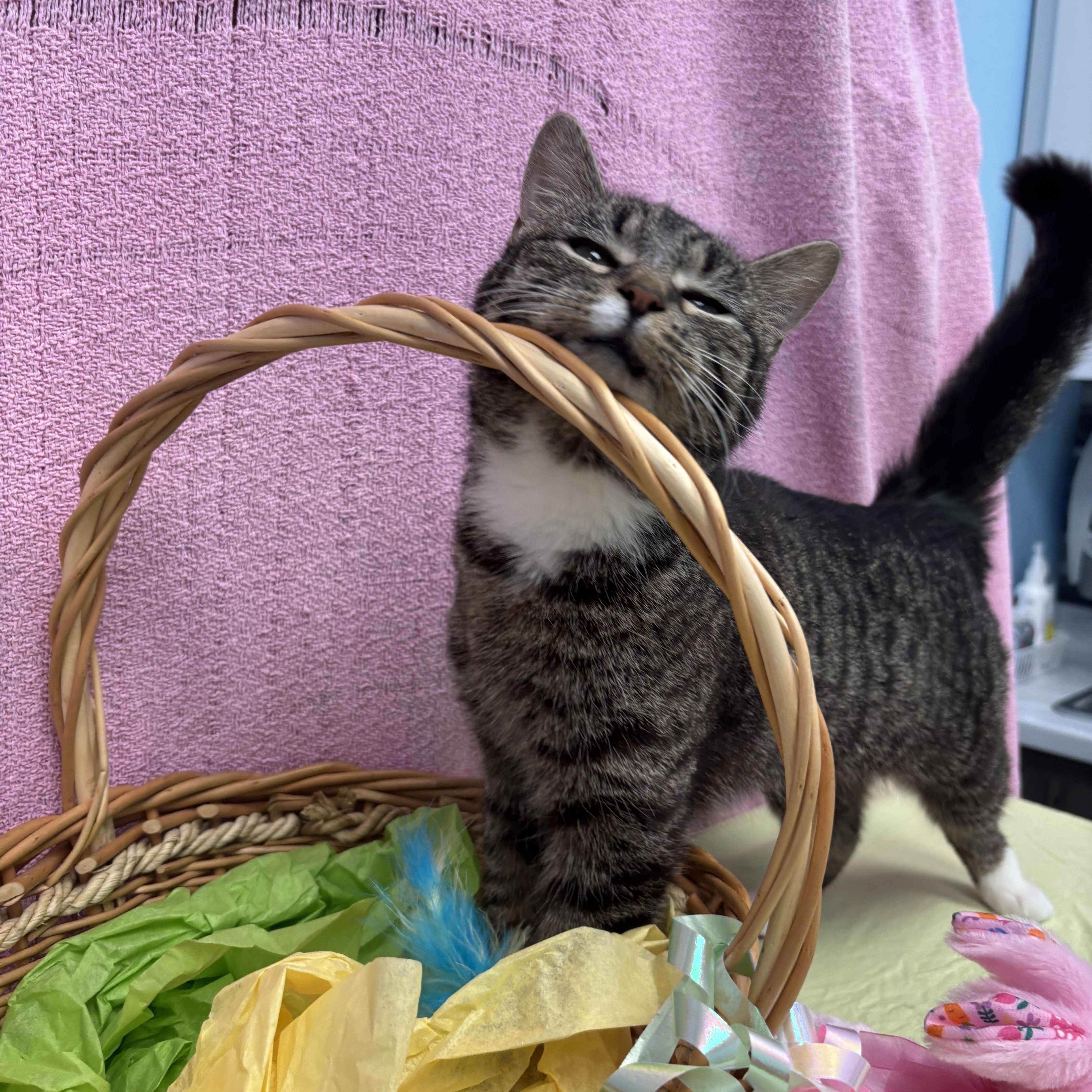 Enlarge Pistachio , a ADOPTABLE Domestic Short Hair in Bear, DE image 2/3