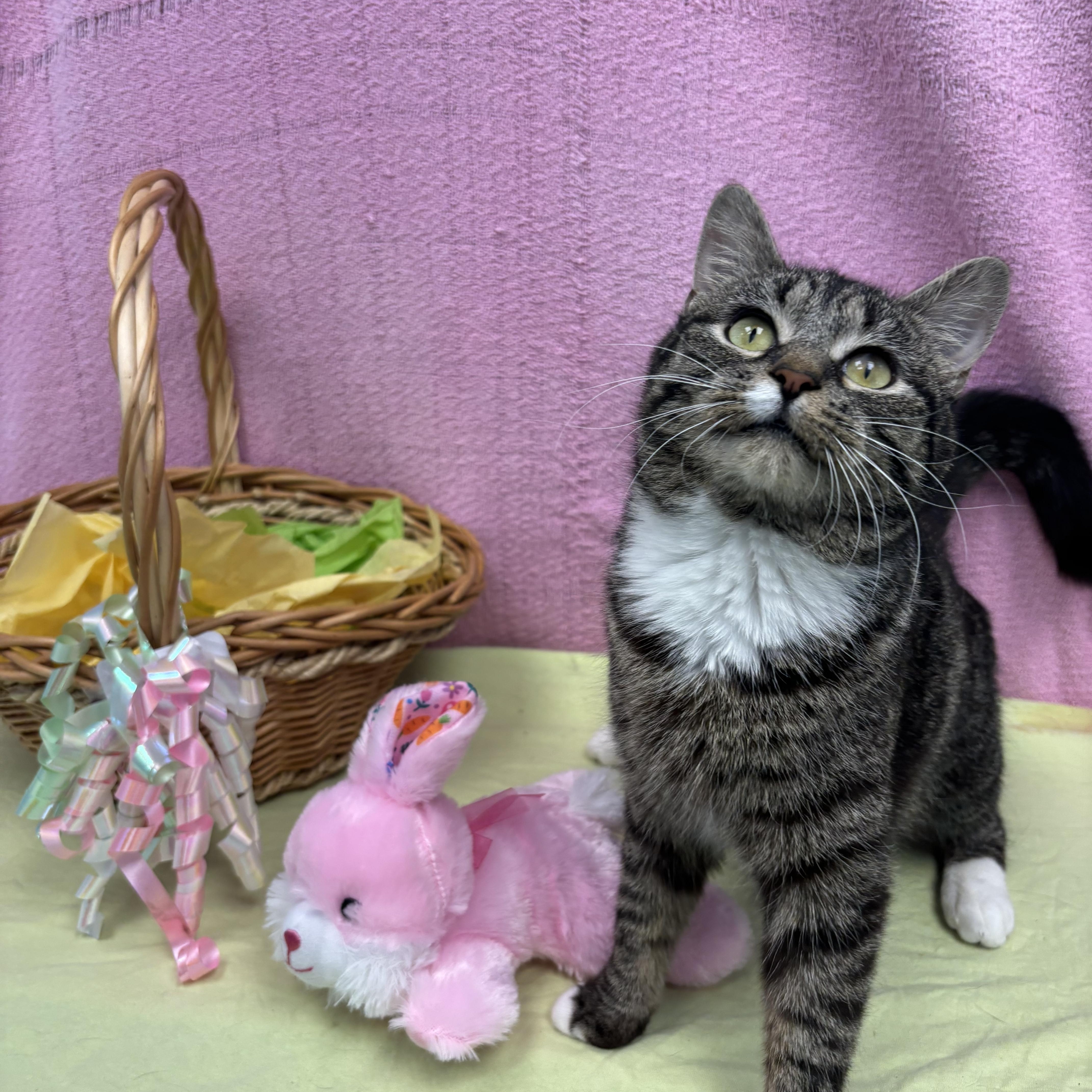 Enlarge Pistachio , a ADOPTABLE Domestic Short Hair in Bear, DE image 3/3
