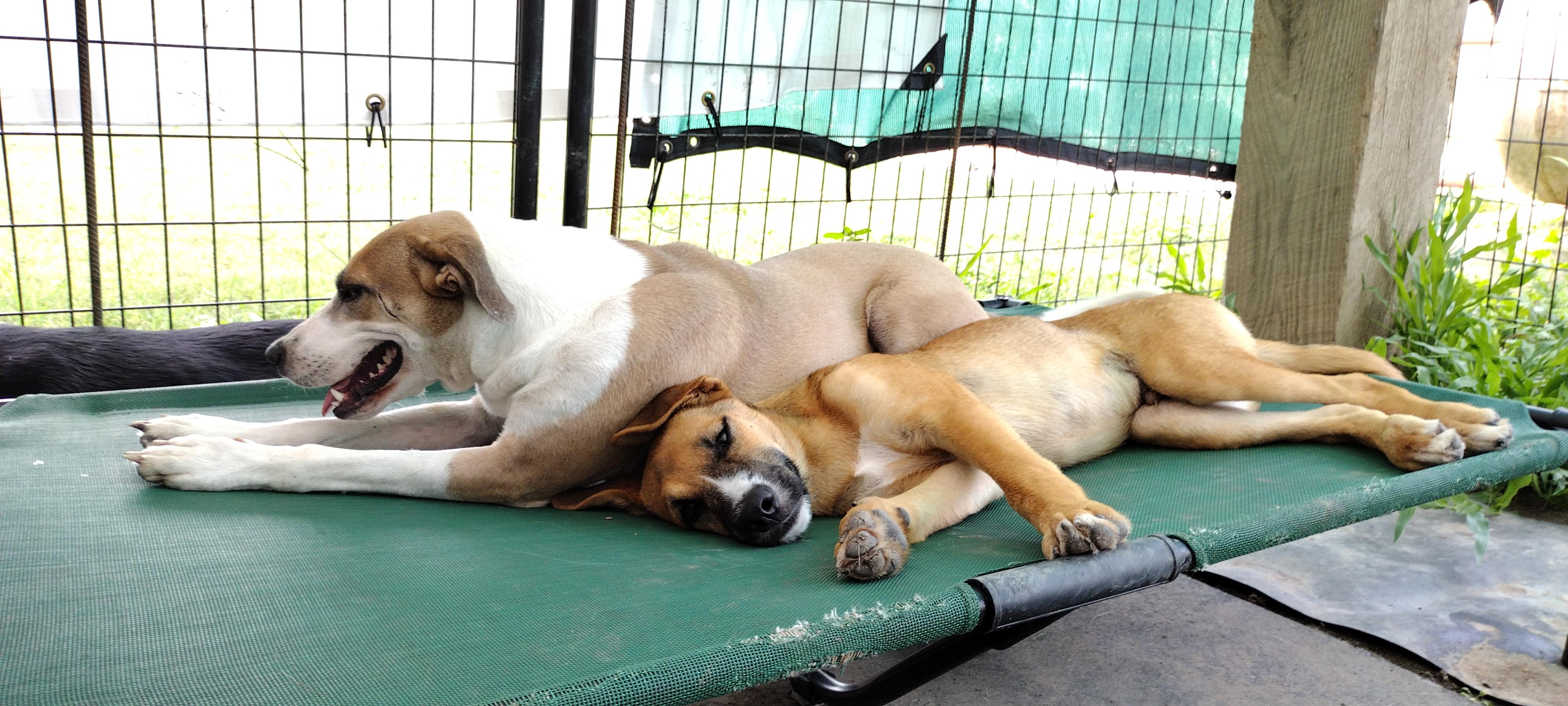 Enlarge Striker, a Adoptable mixed breed in Portland, OR image 3/6