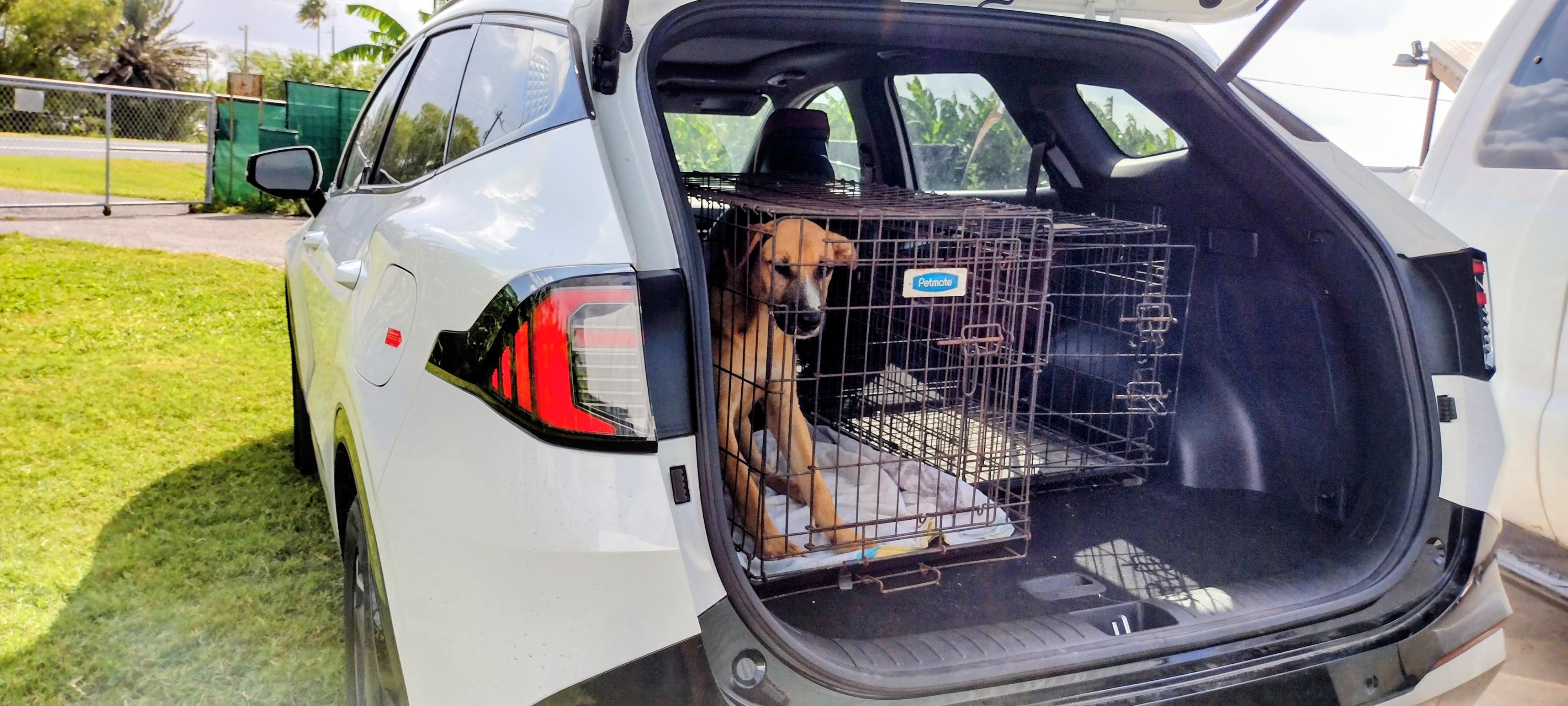 Enlarge Striker, a Adoptable mixed breed in Portland, OR image 6/6