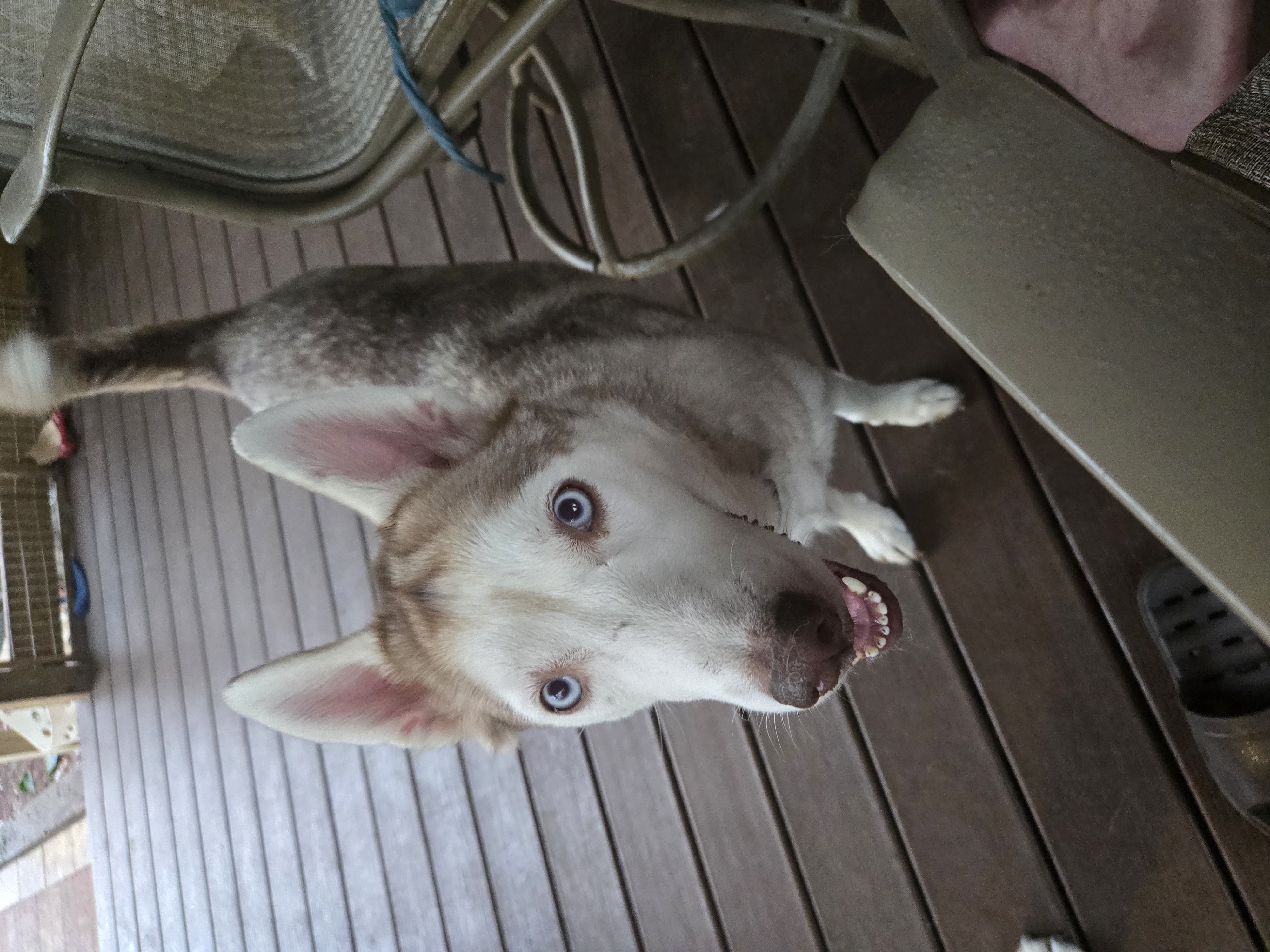 Mia, Adult Female Siberian Husky