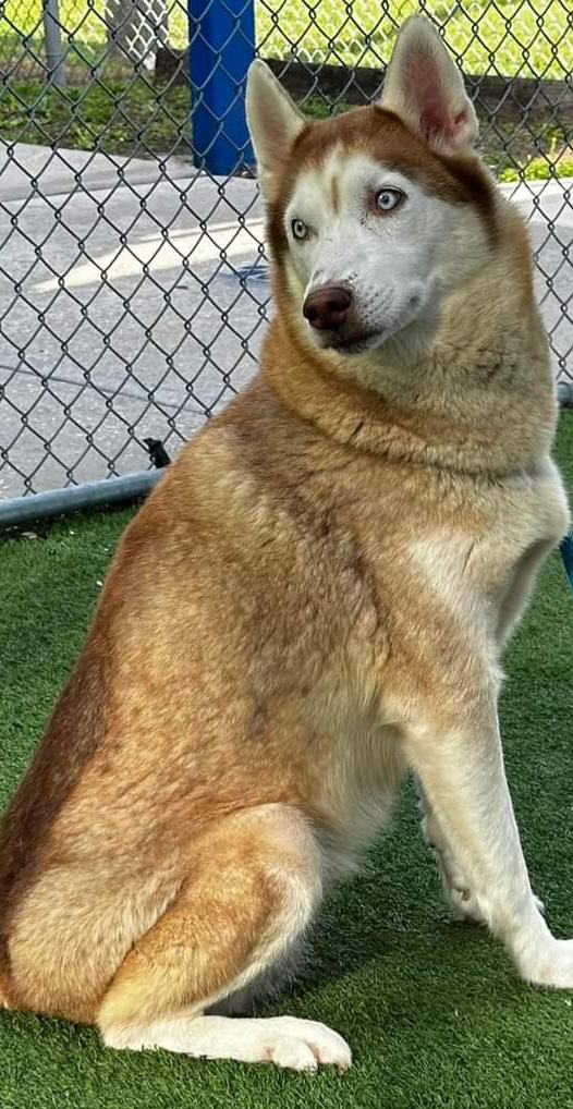 Enlarge Mia, a Adoptable Siberian Husky in Lakeland, FL image 2/2