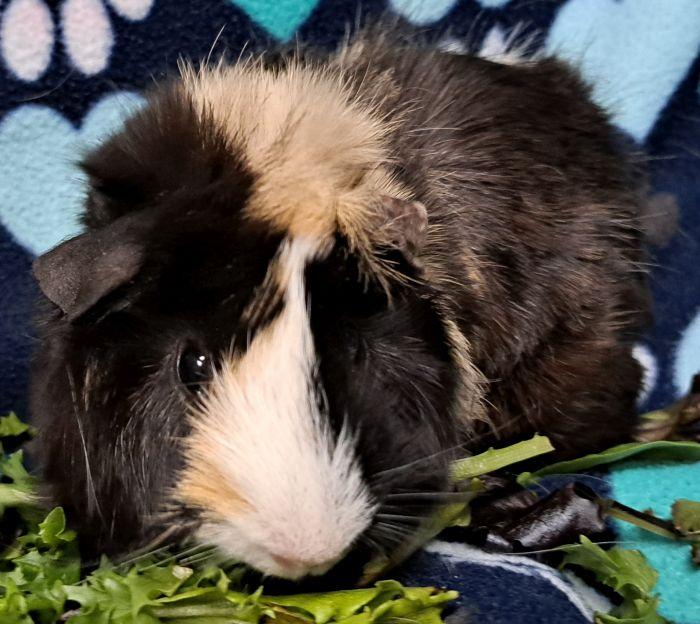 Enlarge Harper  , an adoptable Abyssinian in Gary, IN image 4/4