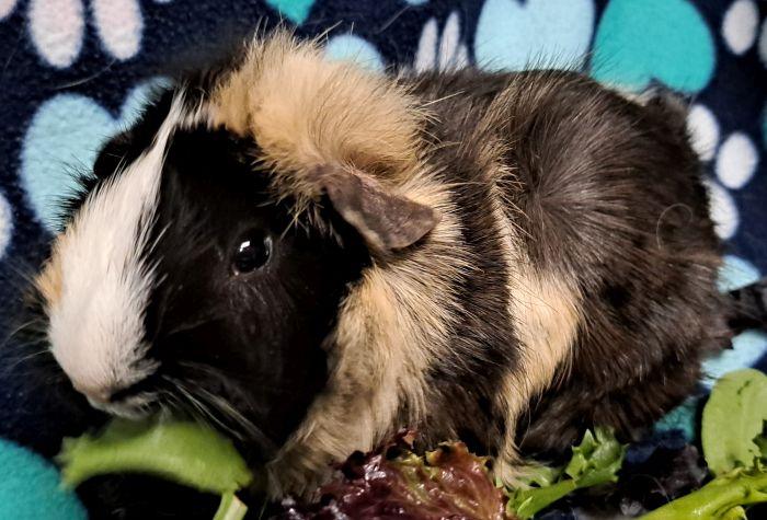 Enlarge Harper  , an adoptable Abyssinian in Gary, IN image 2/4