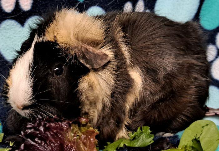 Enlarge Harper  , an adoptable Abyssinian in Gary, IN image 3/4