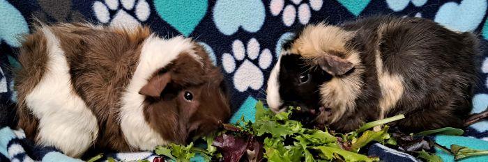 Enlarge Harper  , an adoptable Abyssinian in Gary, IN image 1/4