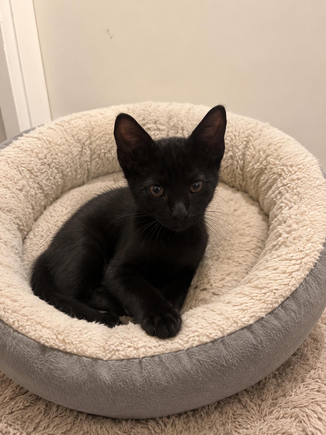 Enlarge Bear, an adopted Domestic Short Hair in Belchertown, MA image 1/1