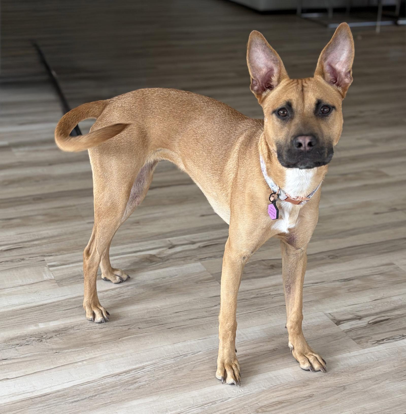 Enlarge Cali, a Adoptable mixed breed in Cary, NC image 1/3