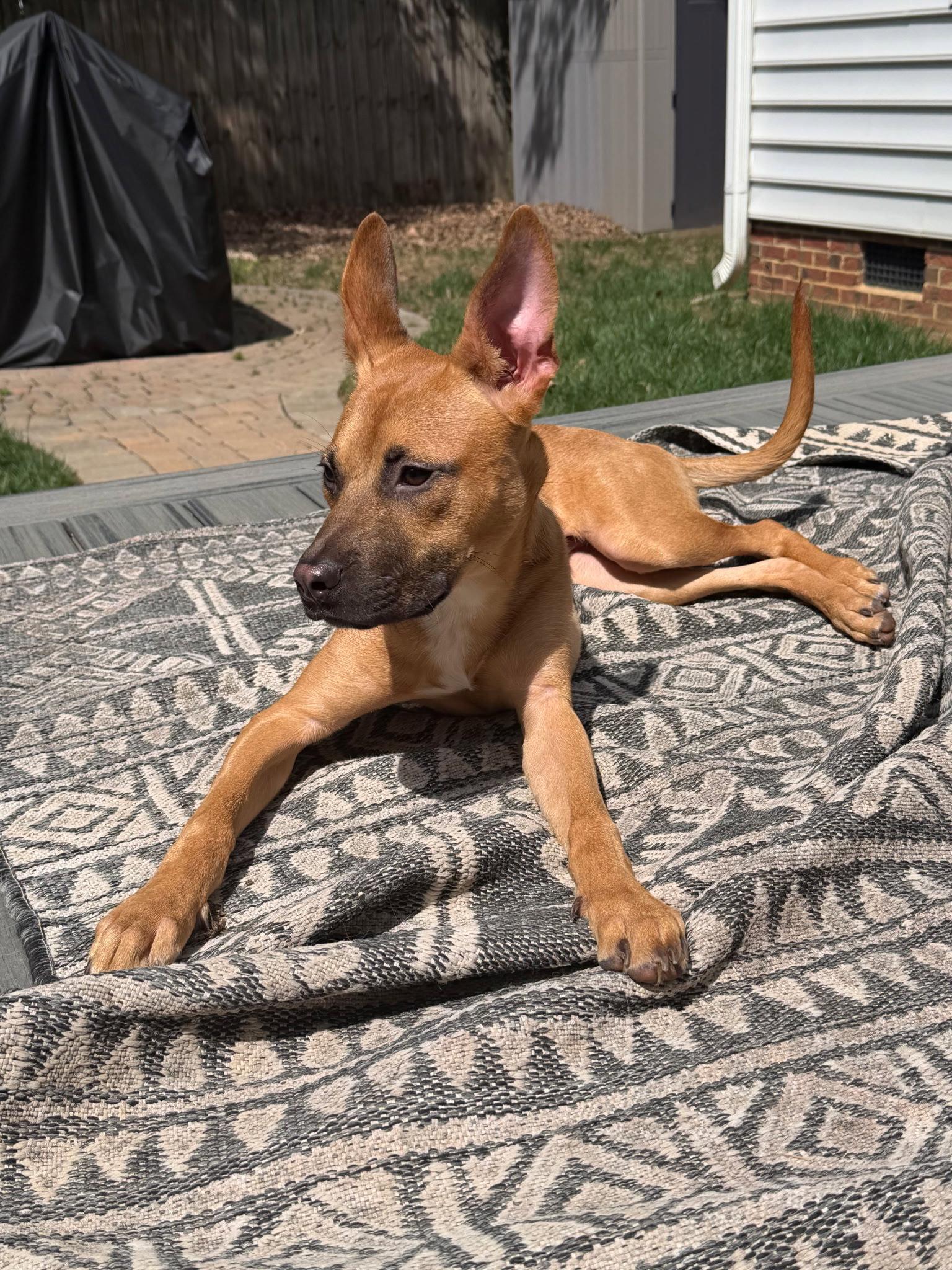 Enlarge Cali, a Adoptable mixed breed in Cary, NC image 2/3