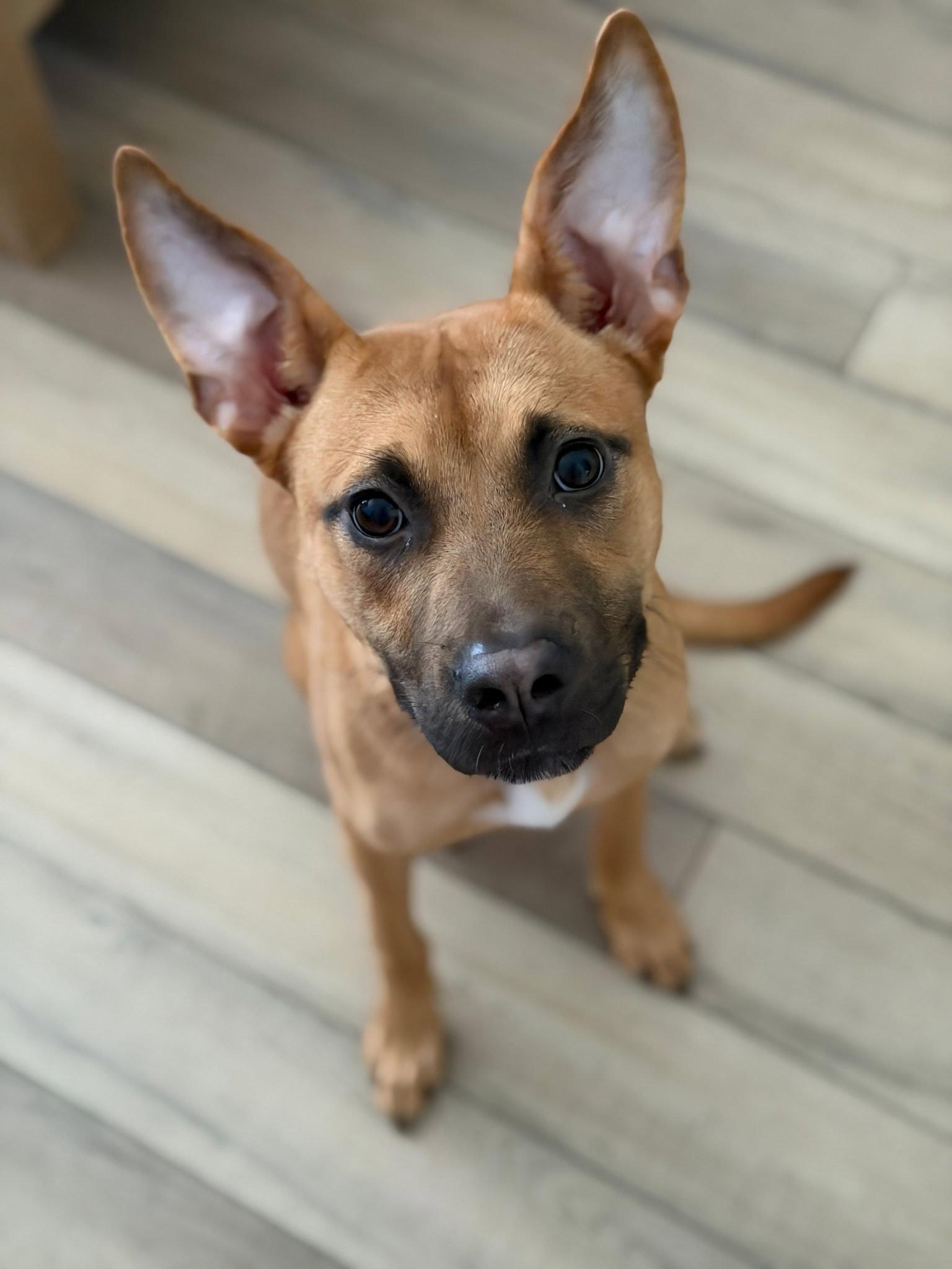 Enlarge Cali, a Adoptable mixed breed in Cary, NC image 3/3