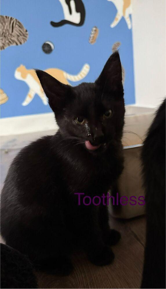 Enlarge Toothless, a Adoptable Domestic Short Hair in Oak Park, MI image 1/1
