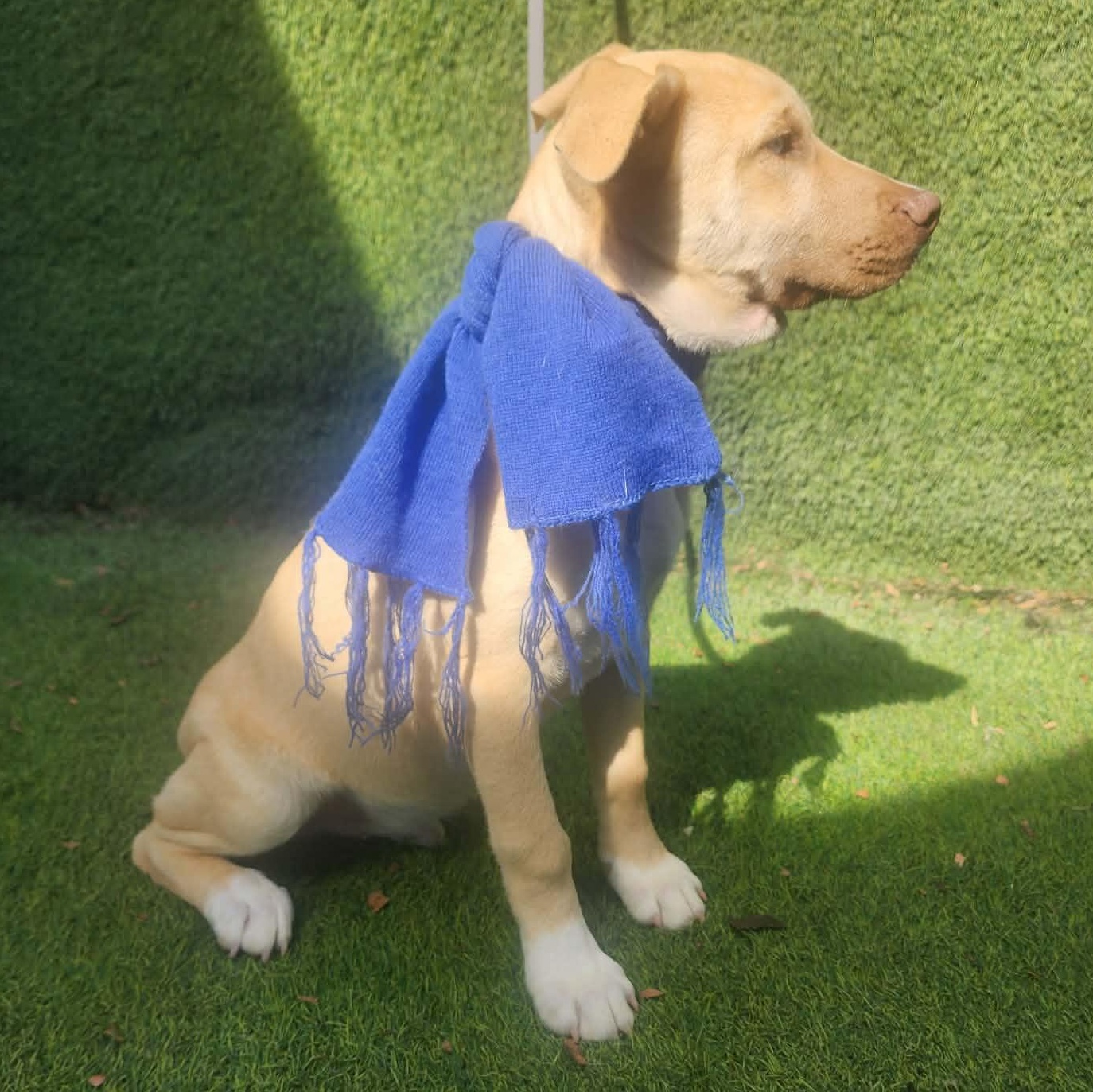 Rudy — thumbnail 2