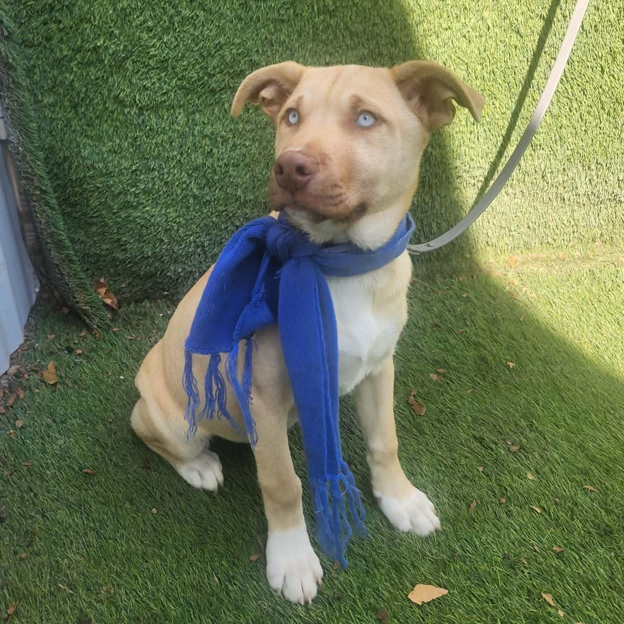 Rudy — thumbnail 5