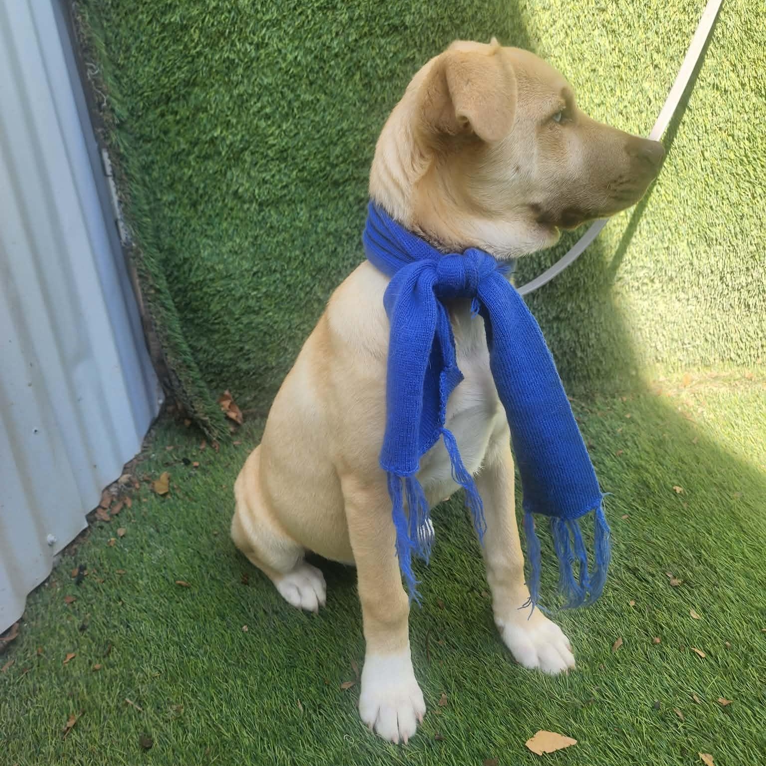 Rudy — thumbnail 6