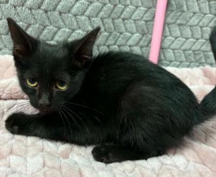 Plum, Adoptable, Kitten Female Domestic Short Hair & Domestic Short Hair.