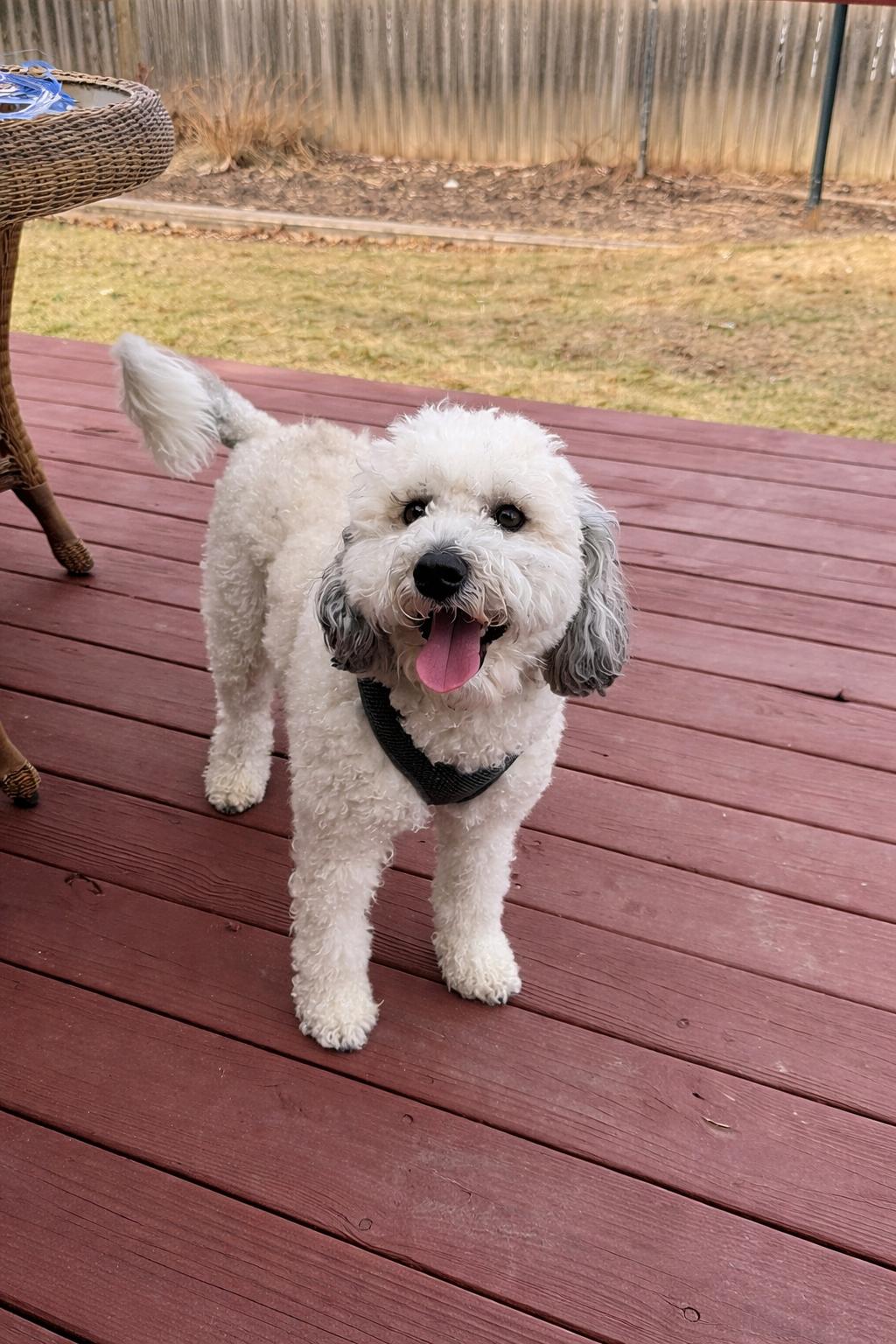 Enlarge Kirby, a Adopted mixed breed in Anabel, MO image 2/3