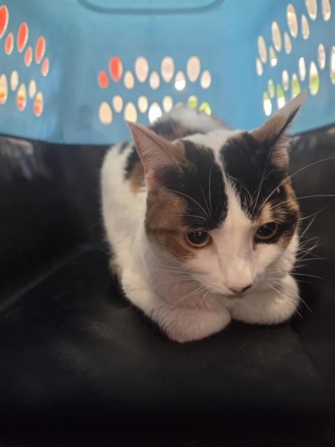 INKY, Adoptable, Adult Female Domestic Short Hair.