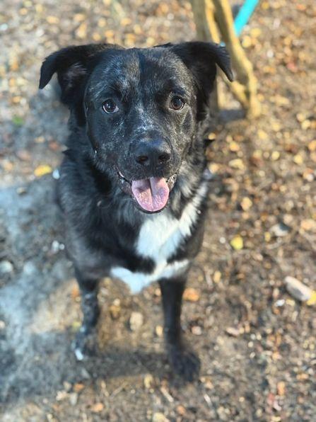 Enlarge Palmer, a Adoptable mixed breed in Hagerstown, MD image 5/6