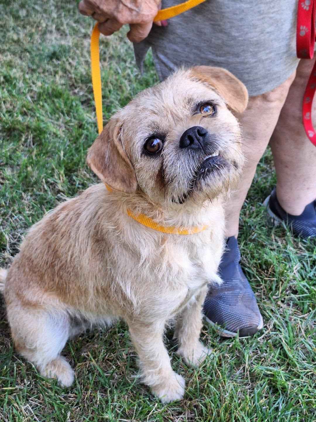 Jolie, Adoptable, Young Female Pug & Terrier.