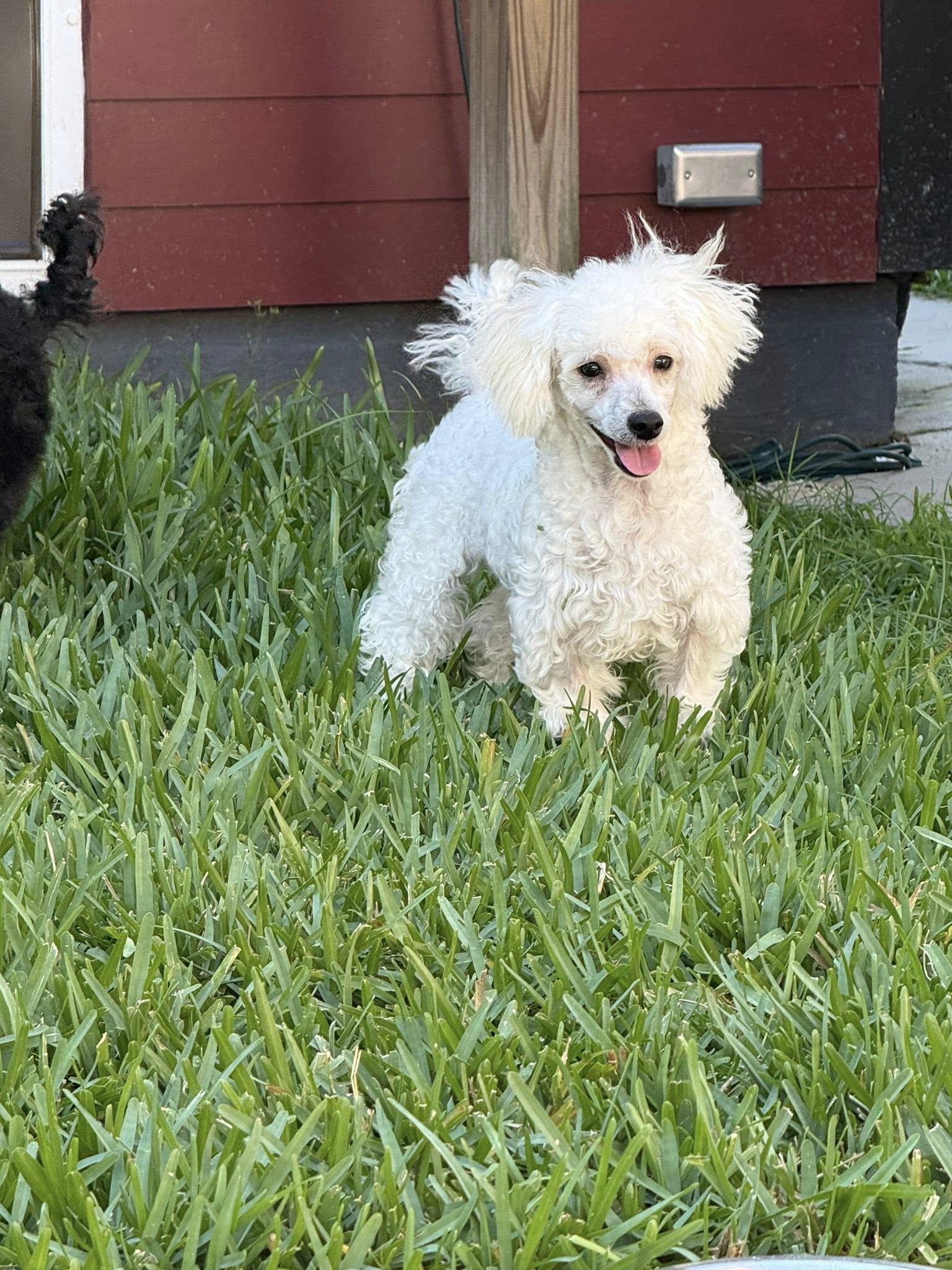 Enlarge Milo, a ADOPTABLE Poodle in Gonzales, LA image 1/1