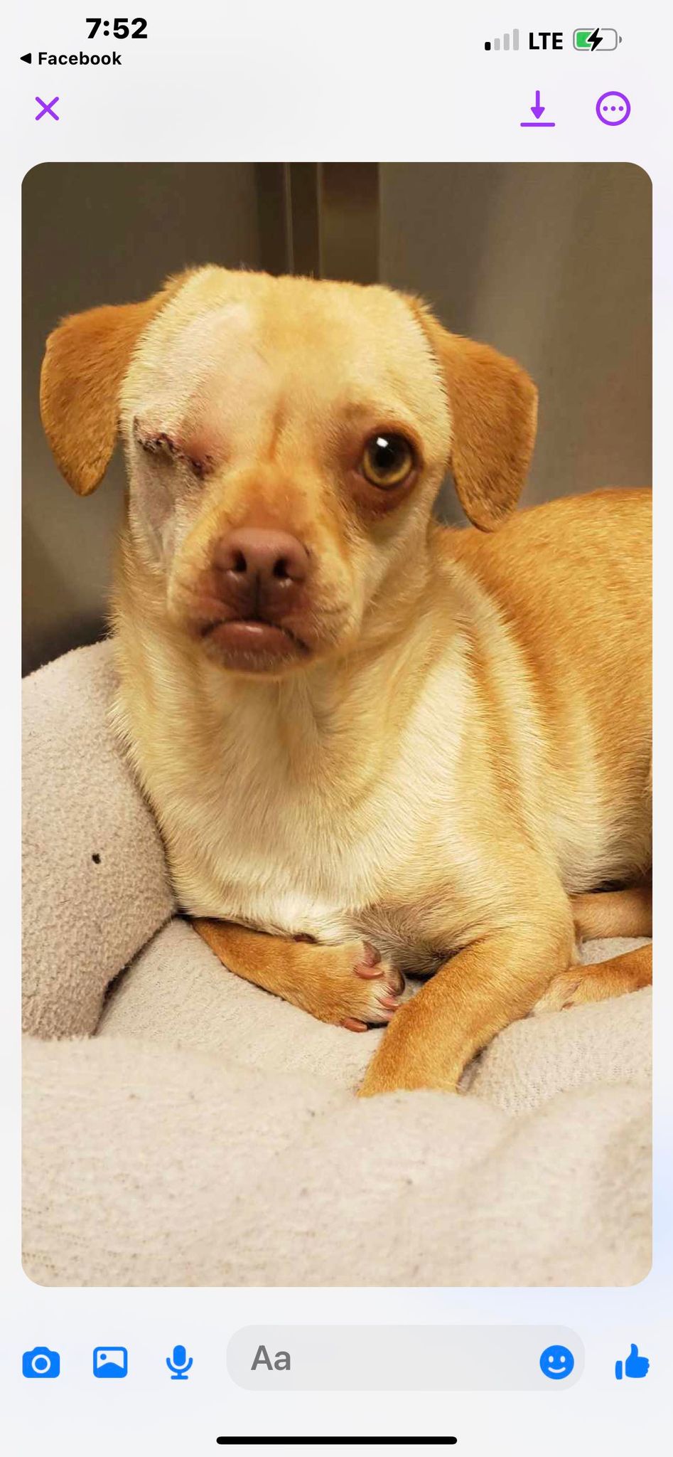 Dog for adoption Nick, a Chihuahua in Soldotna, AK Petfinder