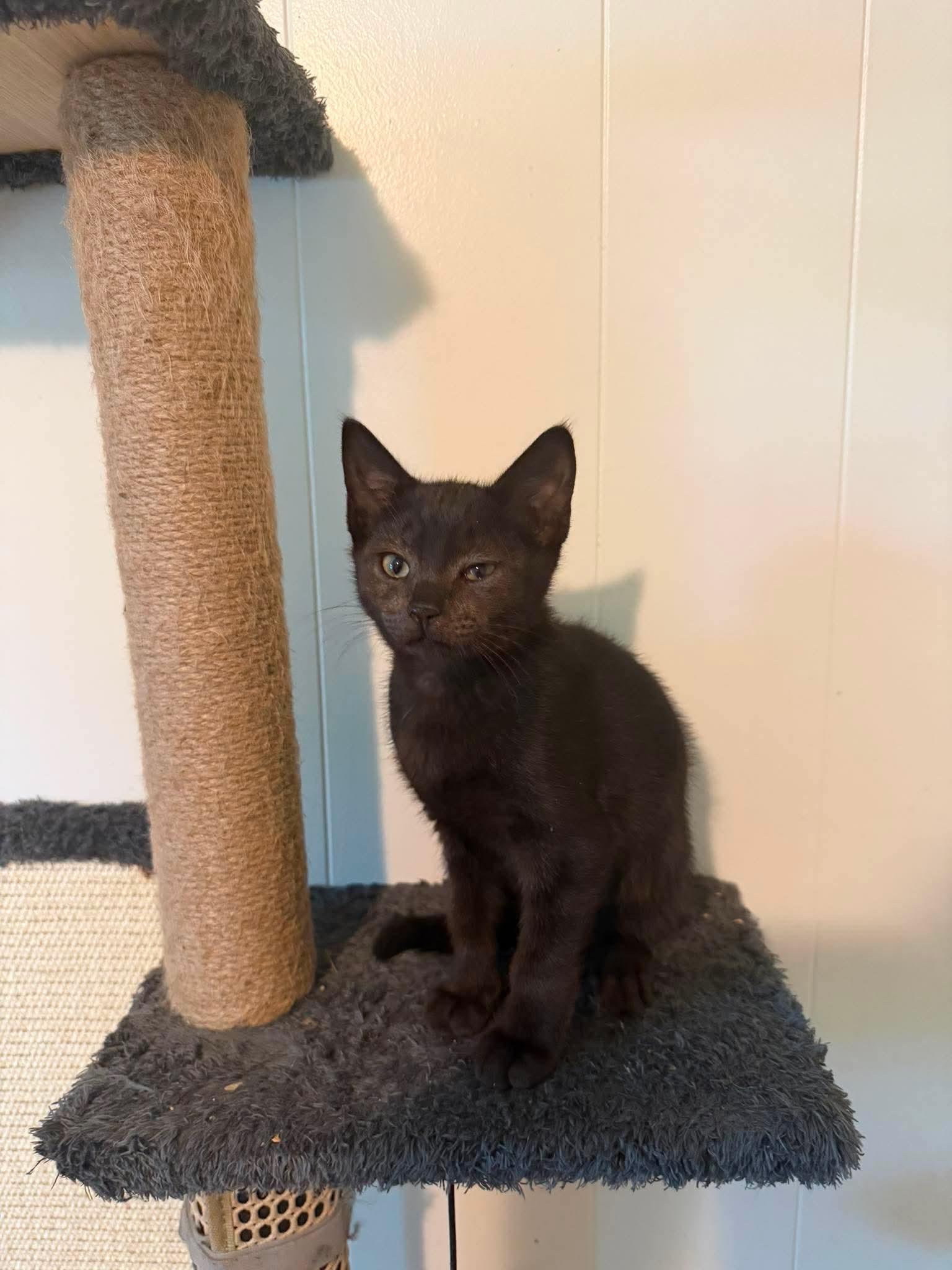 Carlisle, Adoptable, Kitten Male Domestic Short Hair.