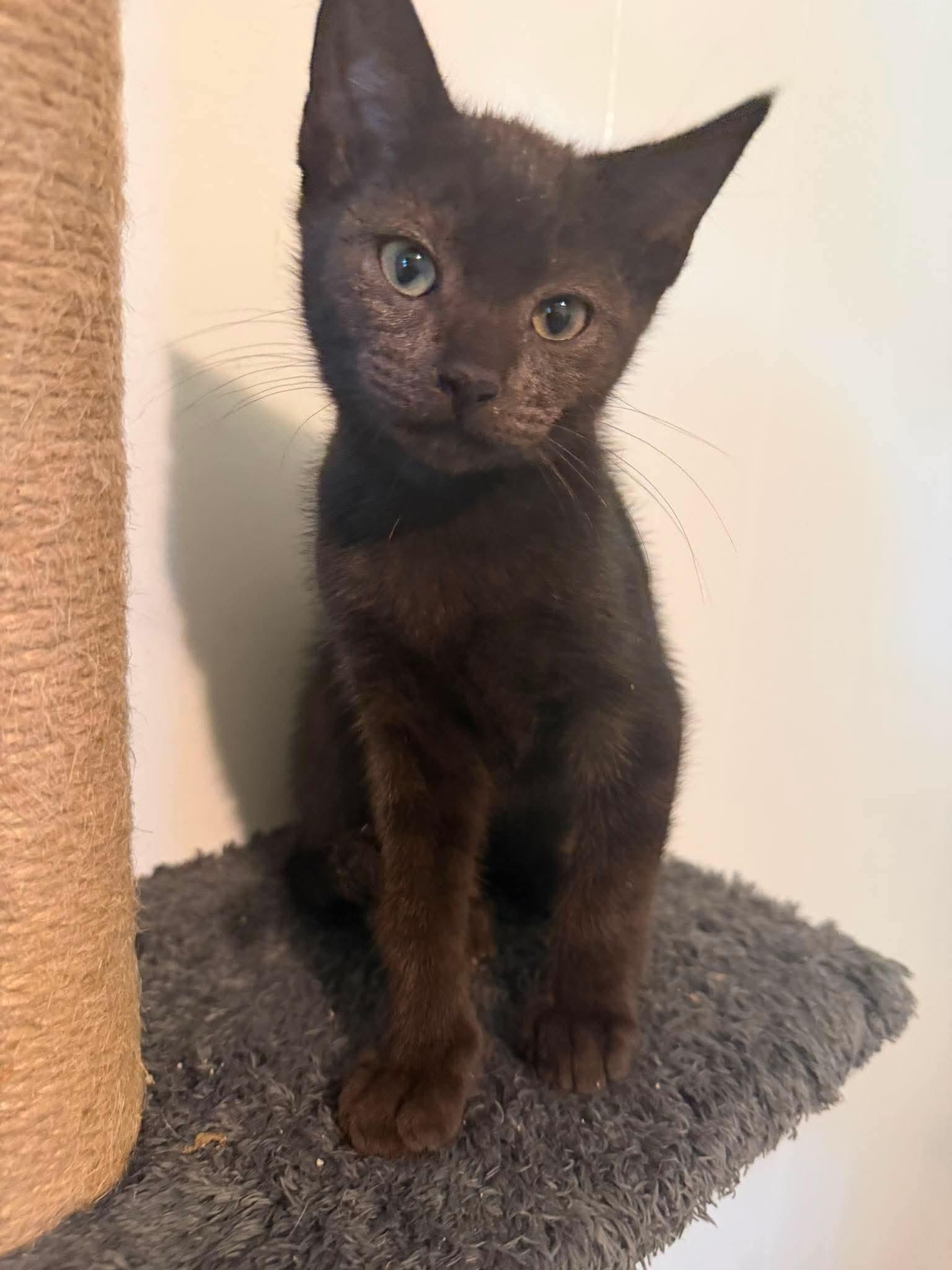 Enlarge Carlisle, a Adoptable Domestic Short Hair in Mount Pleasant, SC image 2/2