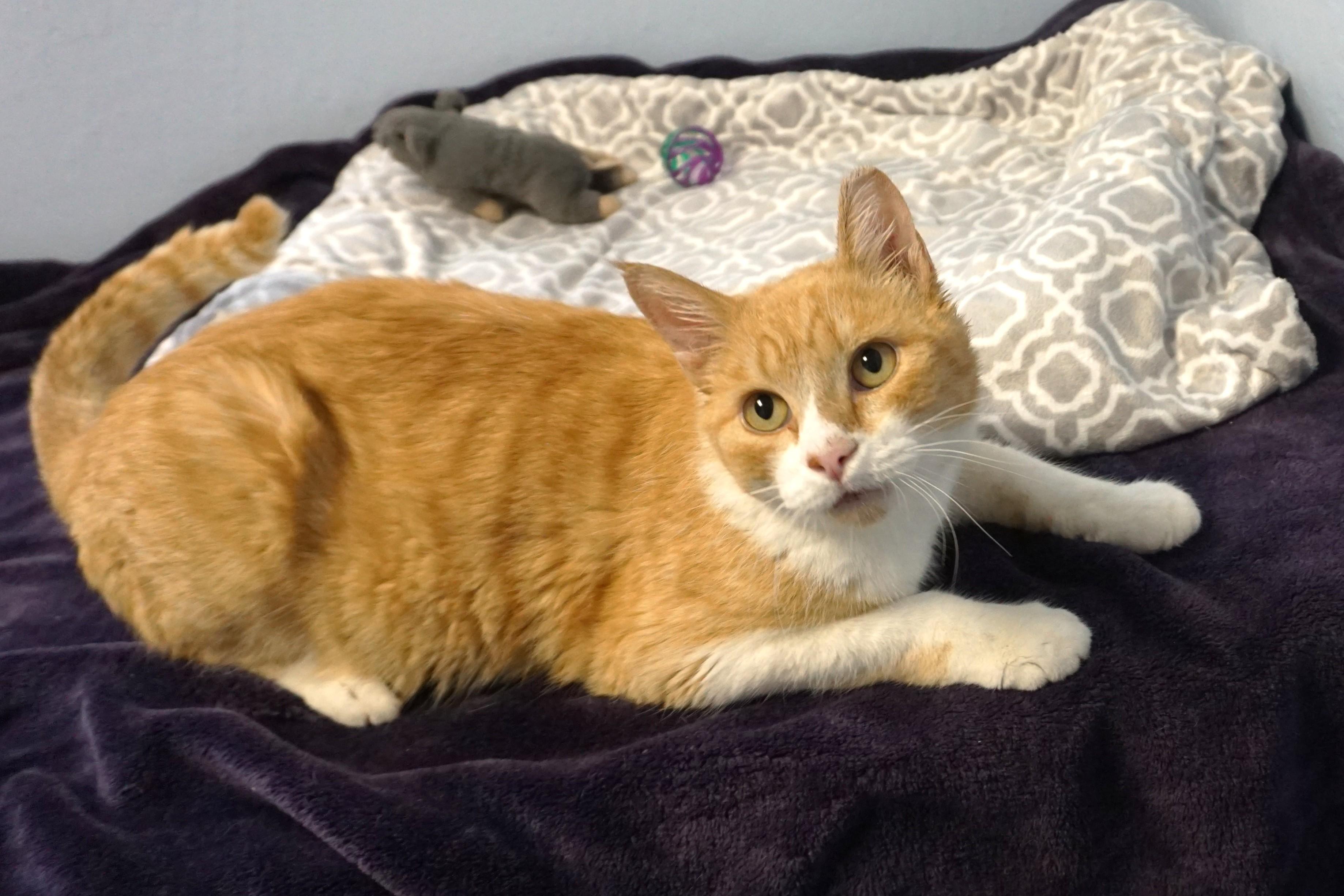 Duran Duran, a ADOPTABLE Domestic Short Hair in Fountain Hills, AZ image 1/4