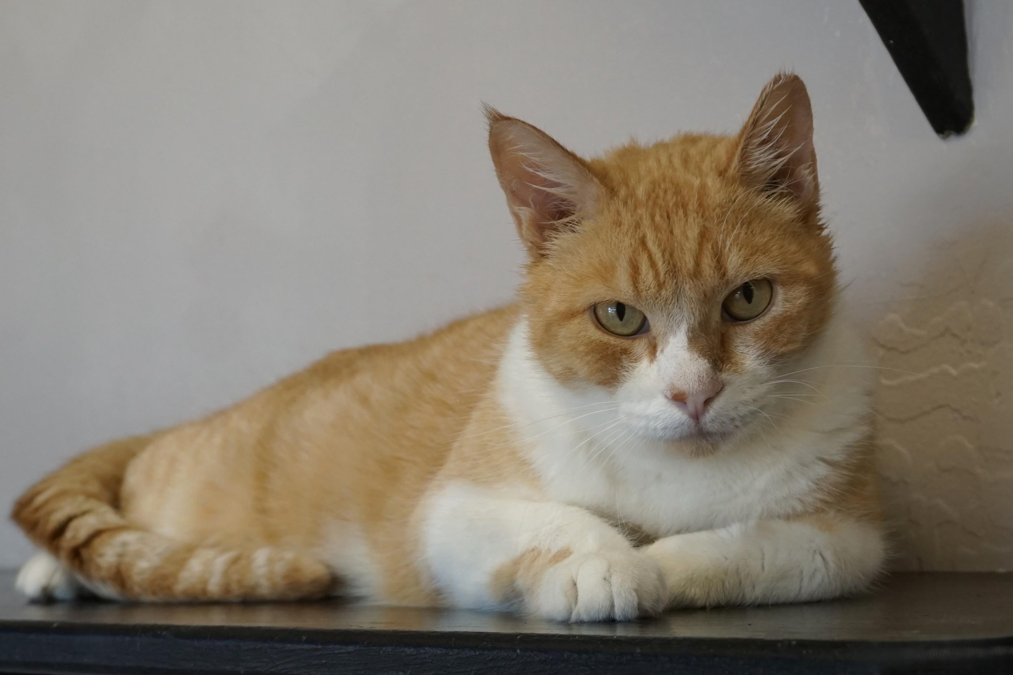 Duran Duran, a ADOPTABLE Domestic Short Hair in Fountain Hills, AZ image 2/4